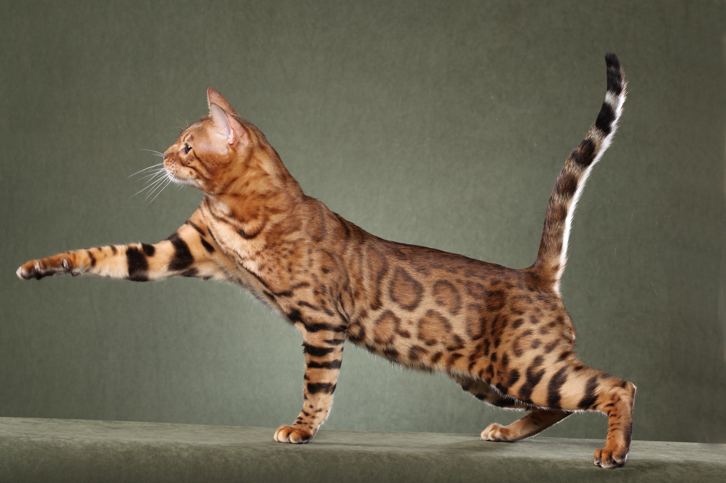 Bengal cat with spotted fur in a playful pose HD Wallpaper