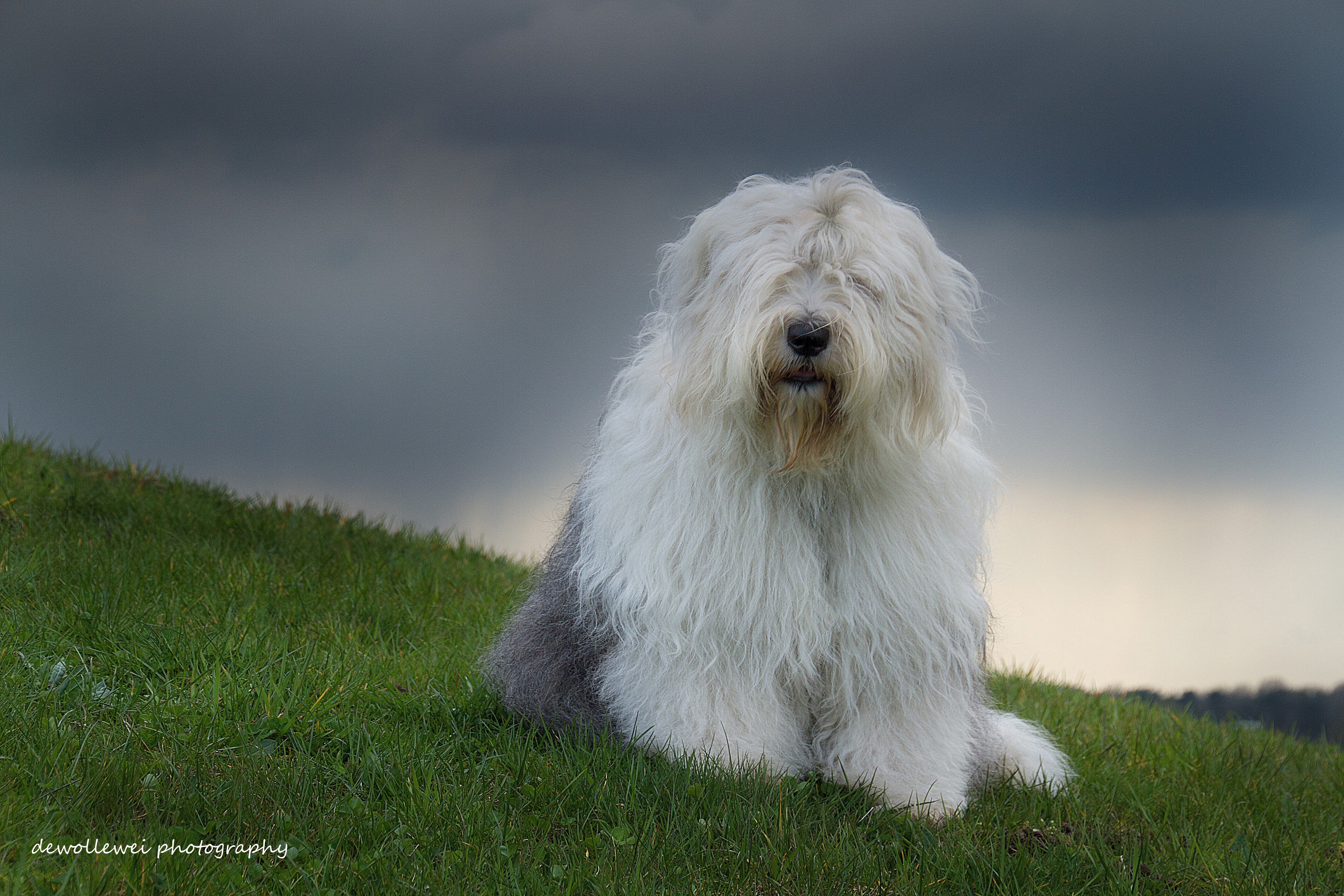 Old English Sheepdog sitting on grass HD Wallpaper