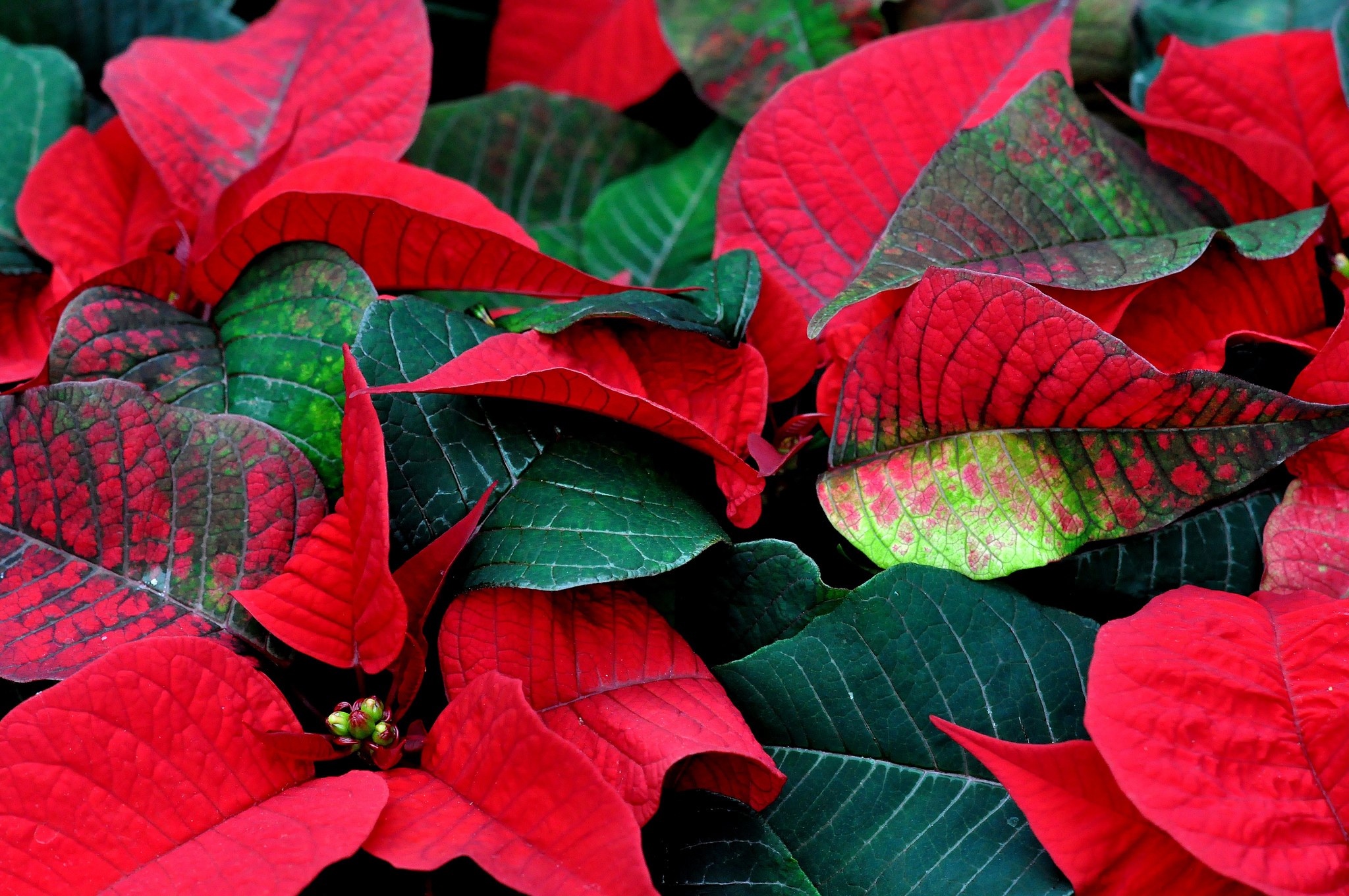 Red and green poinsettia leaves HD Wallpaper