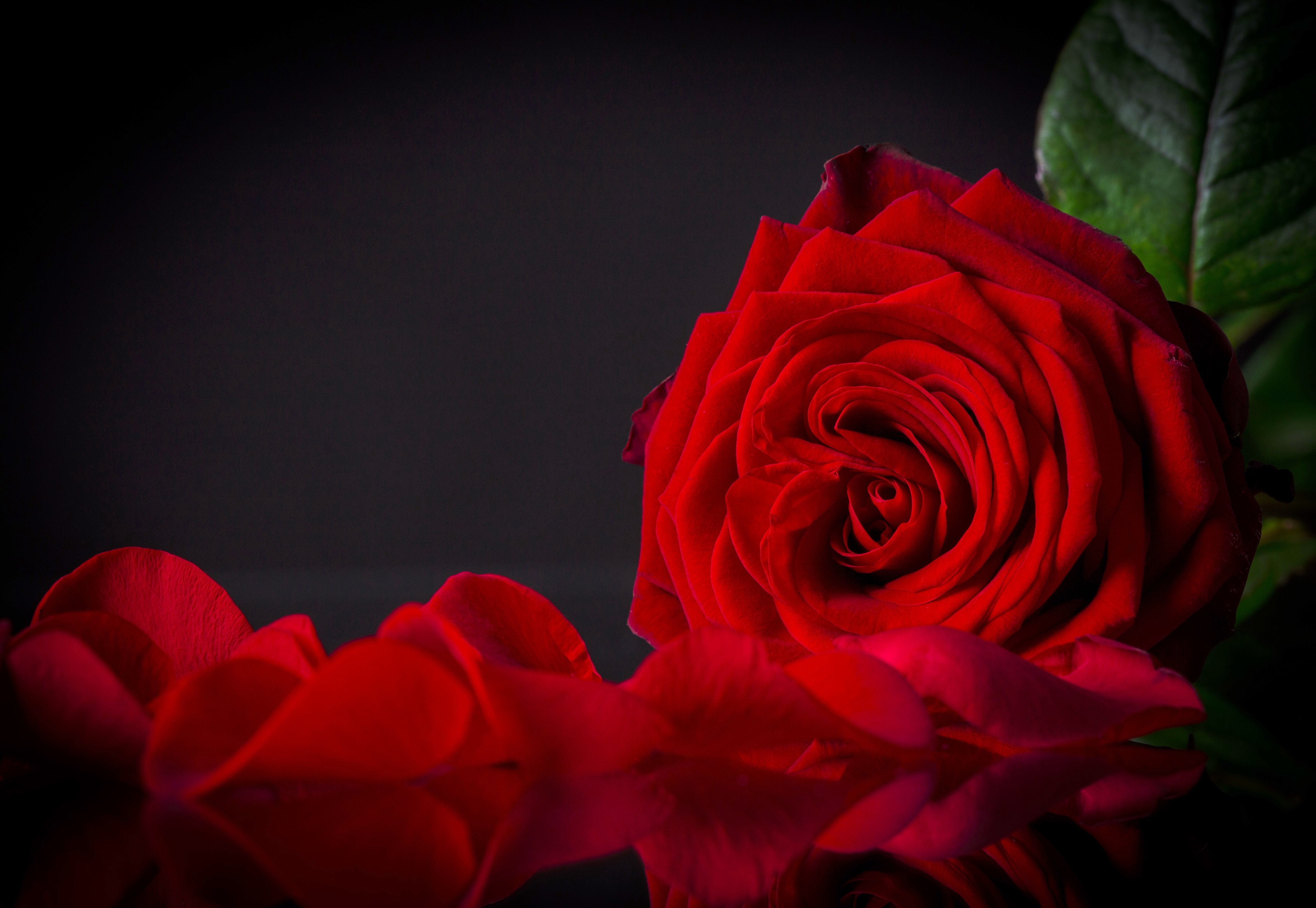 Red Rose with Petals HD Wallpaper