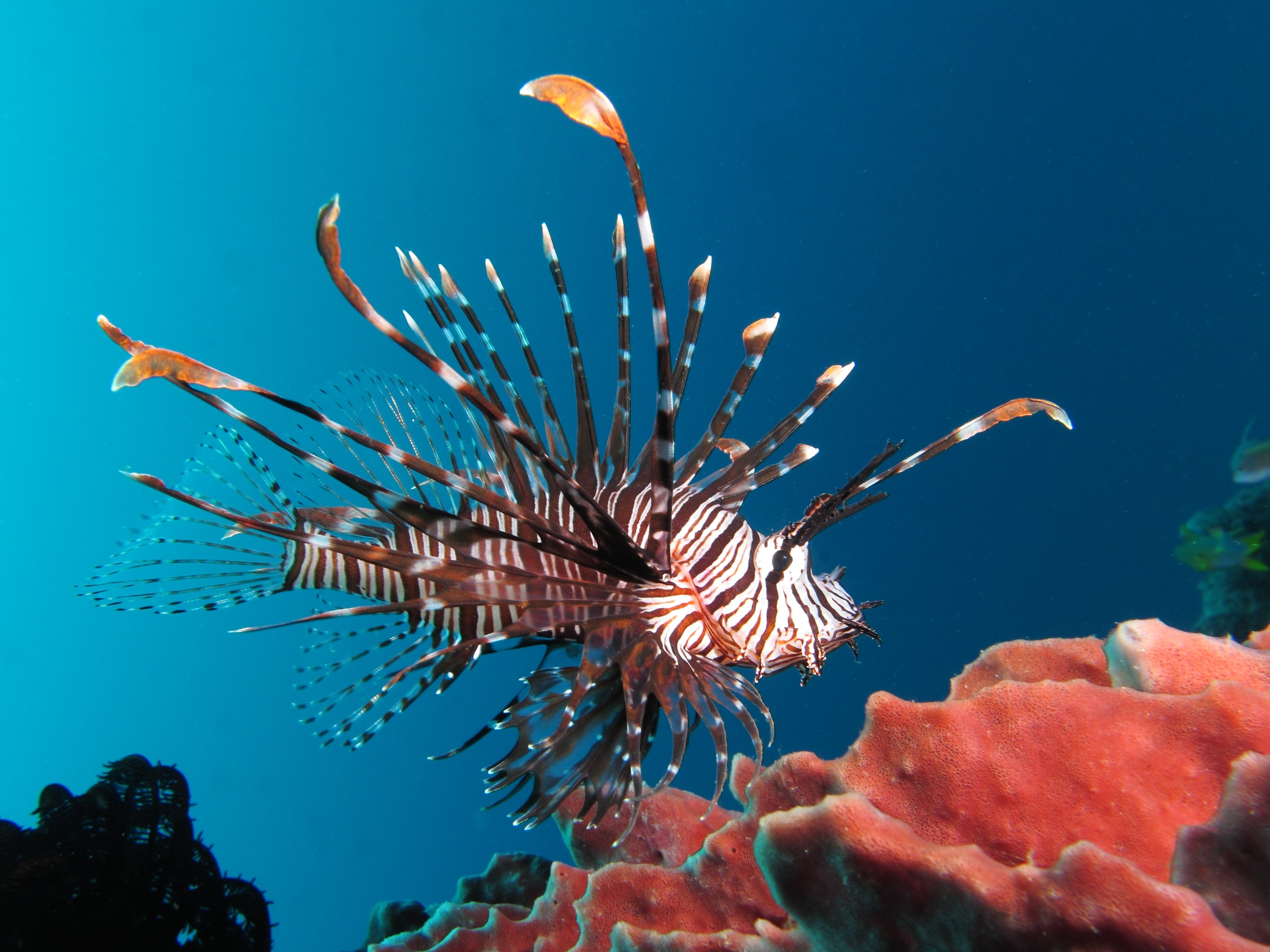 Lionfish swimming near coral reef HD Wallpaper