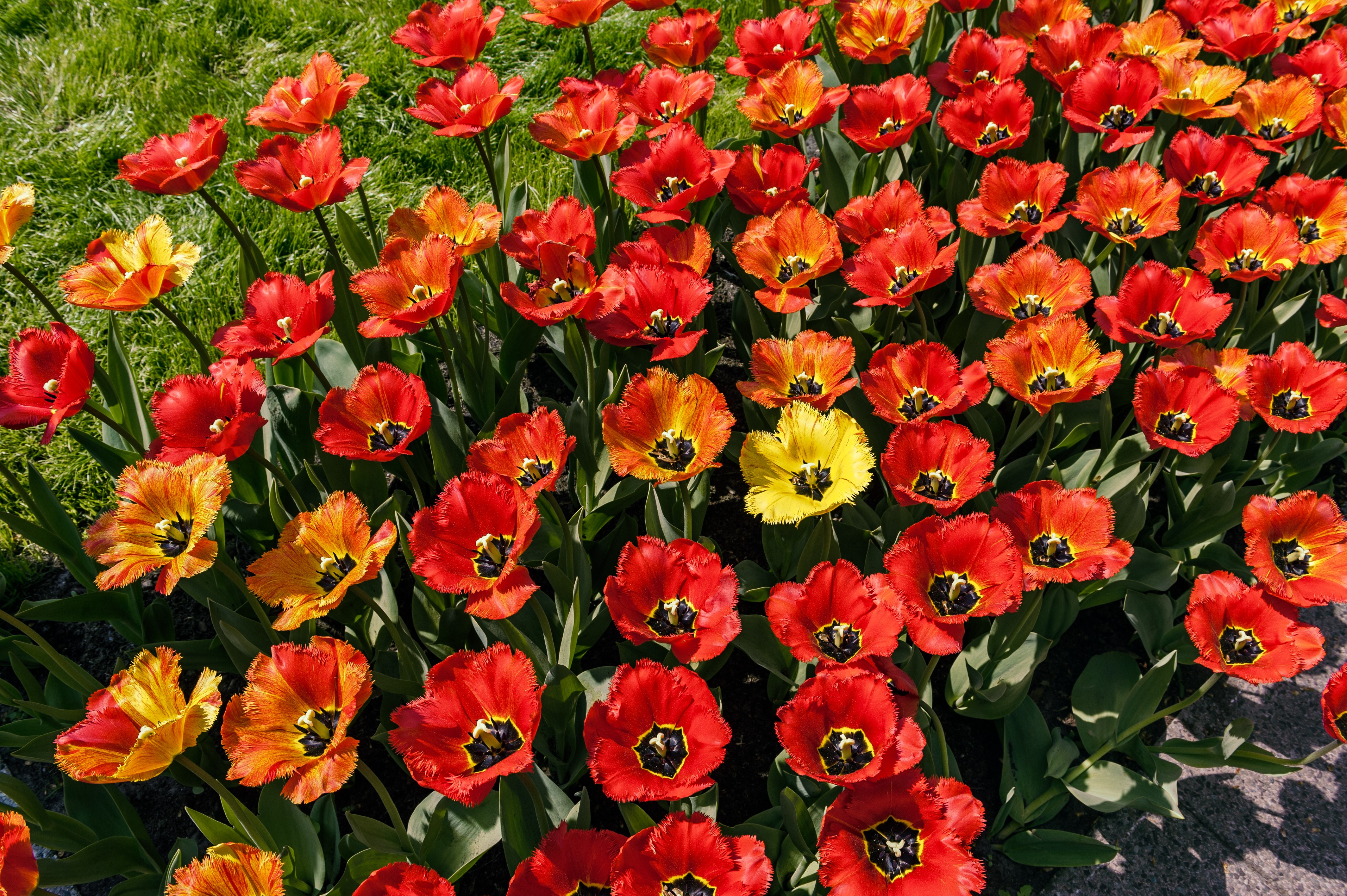 Many red and orange tulips with one yellow tulip HD Wallpaper