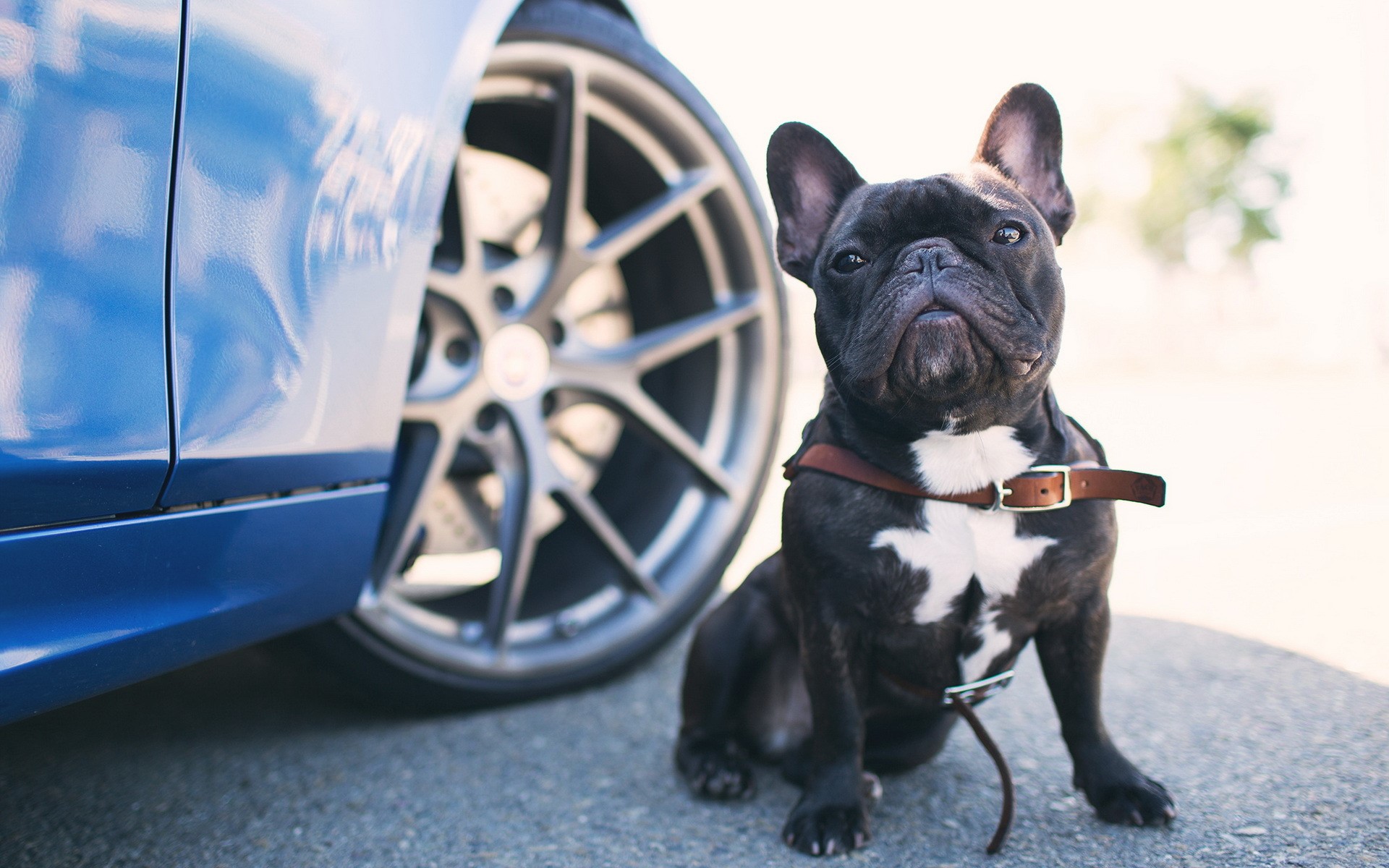 French Bulldog sitting next to a blue car HD Wallpaper