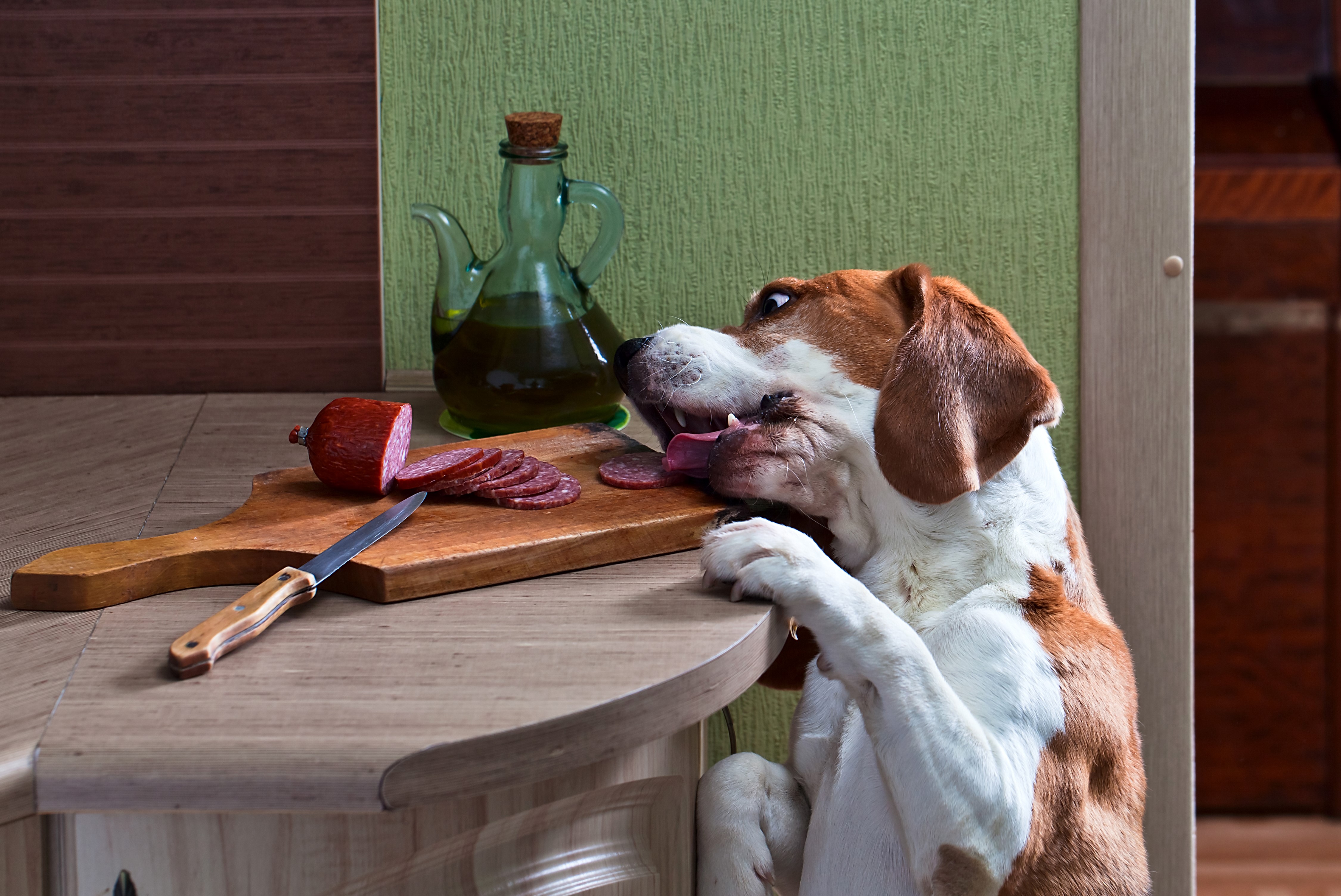 Beagle Dog Stealing Sausage from Cutting Board HD Wallpaper
