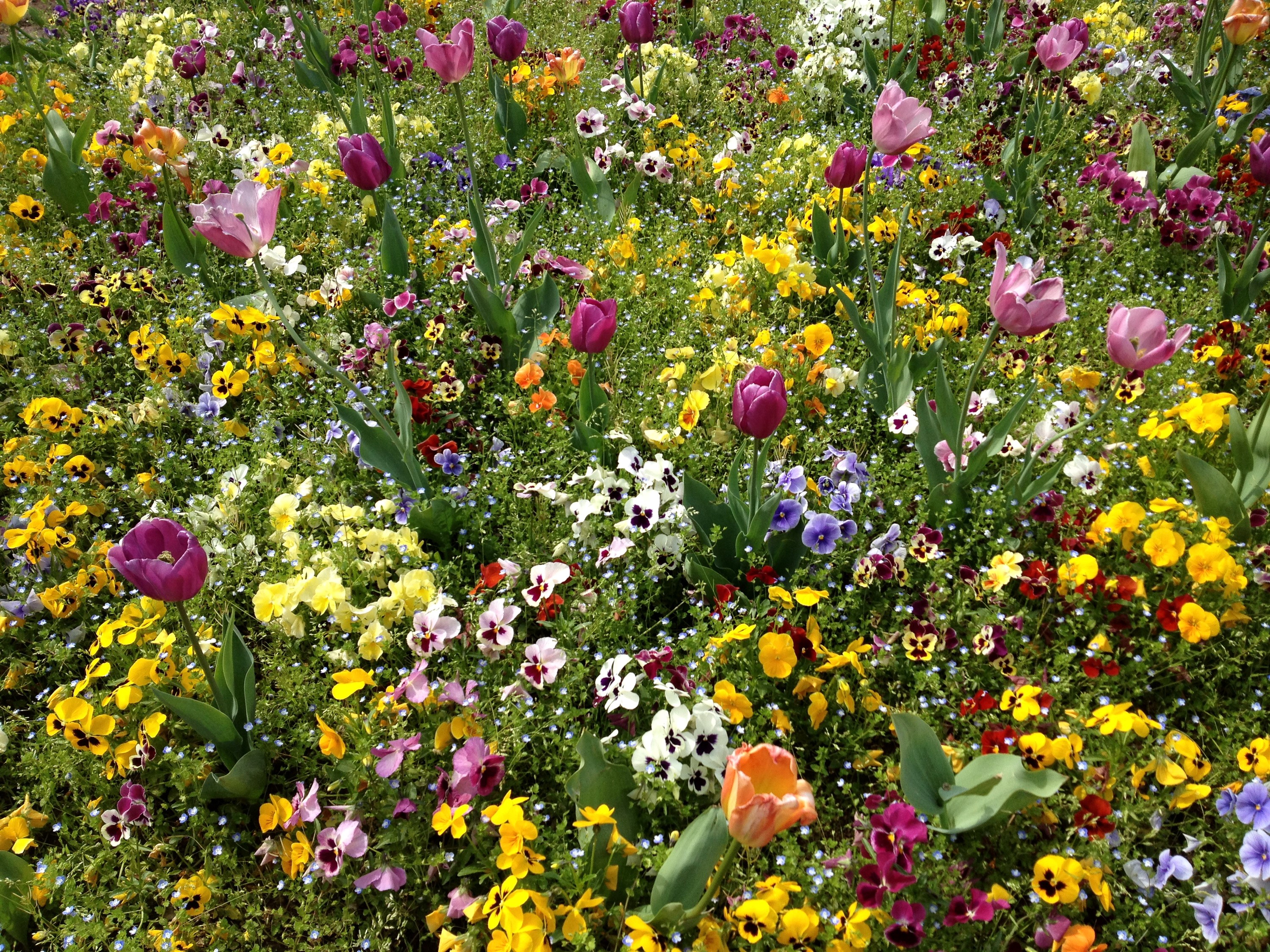 A colorful flowerbed with tulips and pansies HD Wallpaper