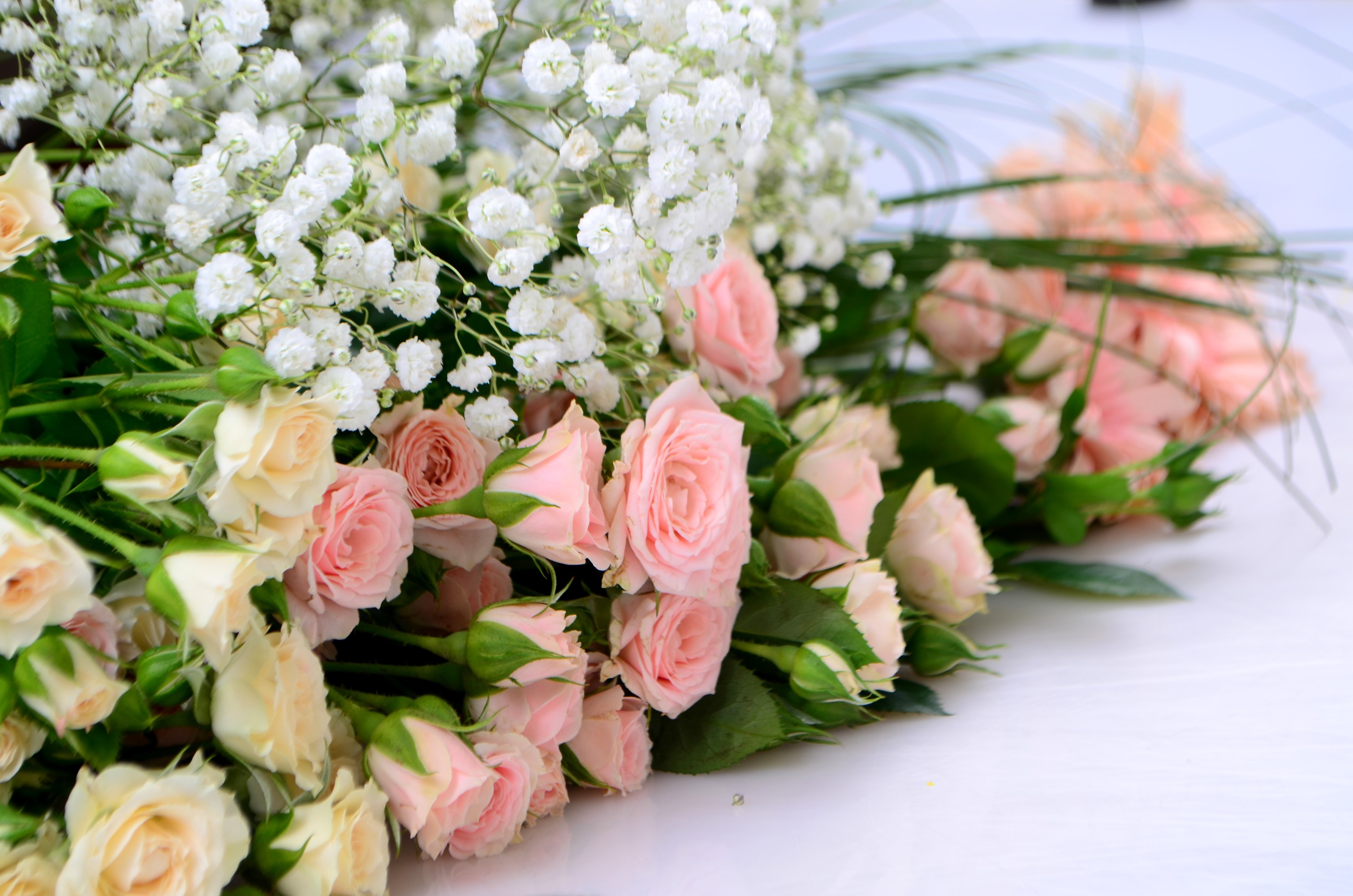 Bouquet of pink and white roses with baby's breath HD Wallpaper