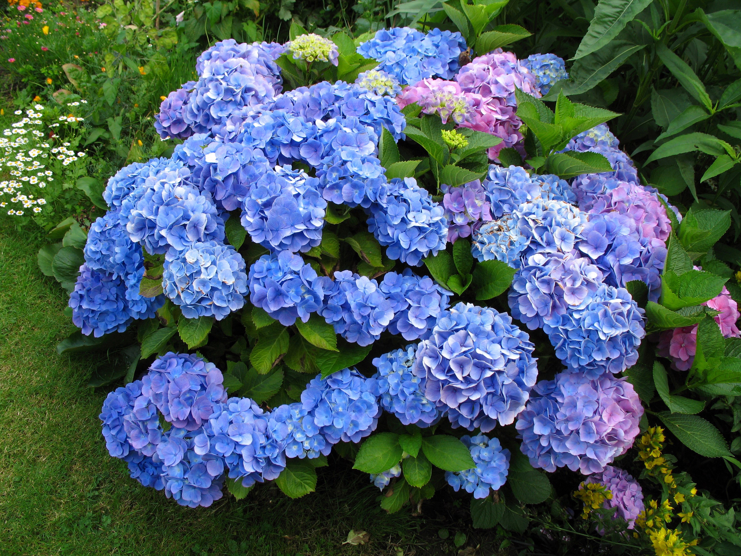 Blue and purple hydrangeas in a garden HD Wallpaper
