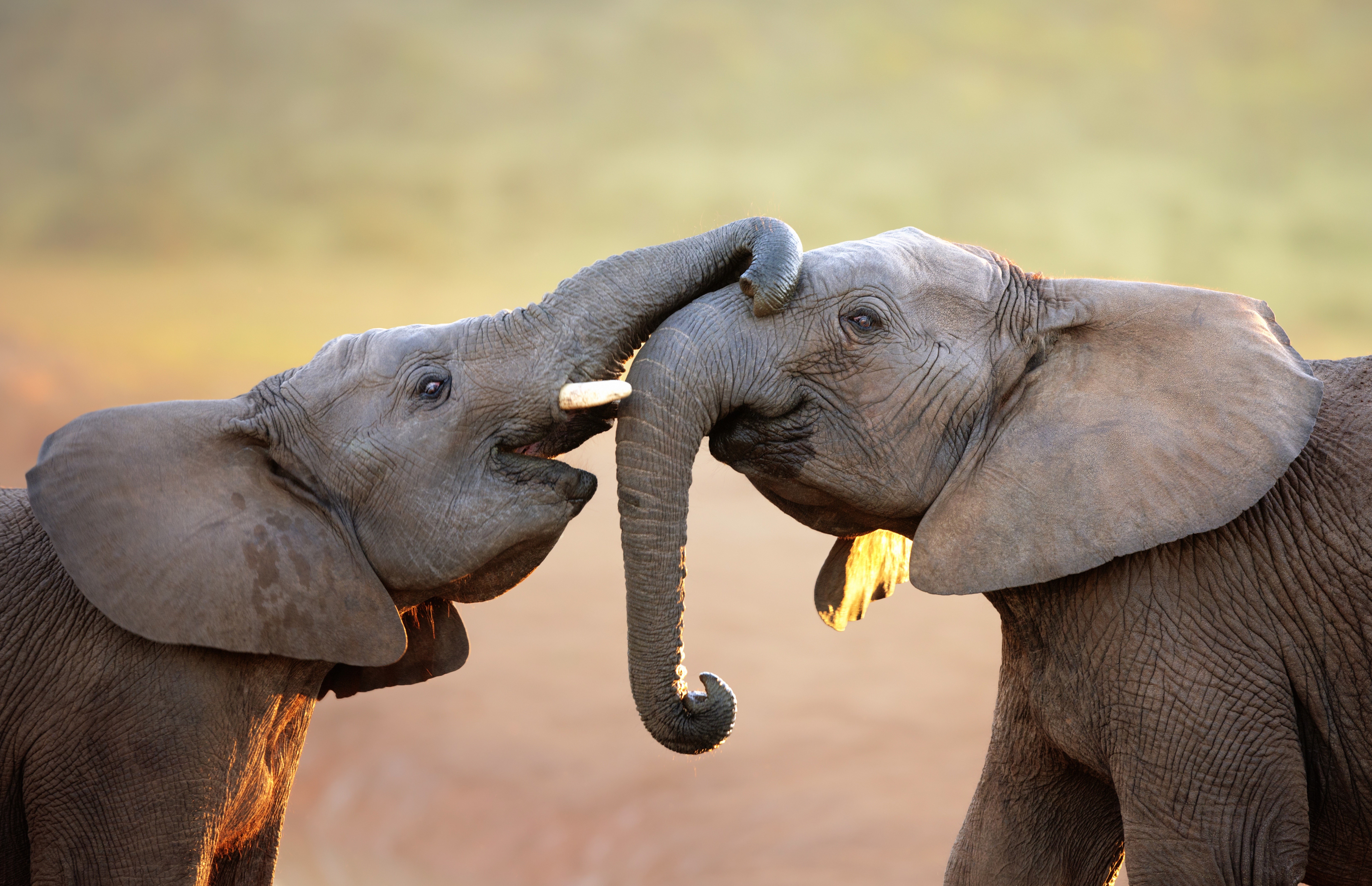 Two elephants touching trunks HD Wallpaper