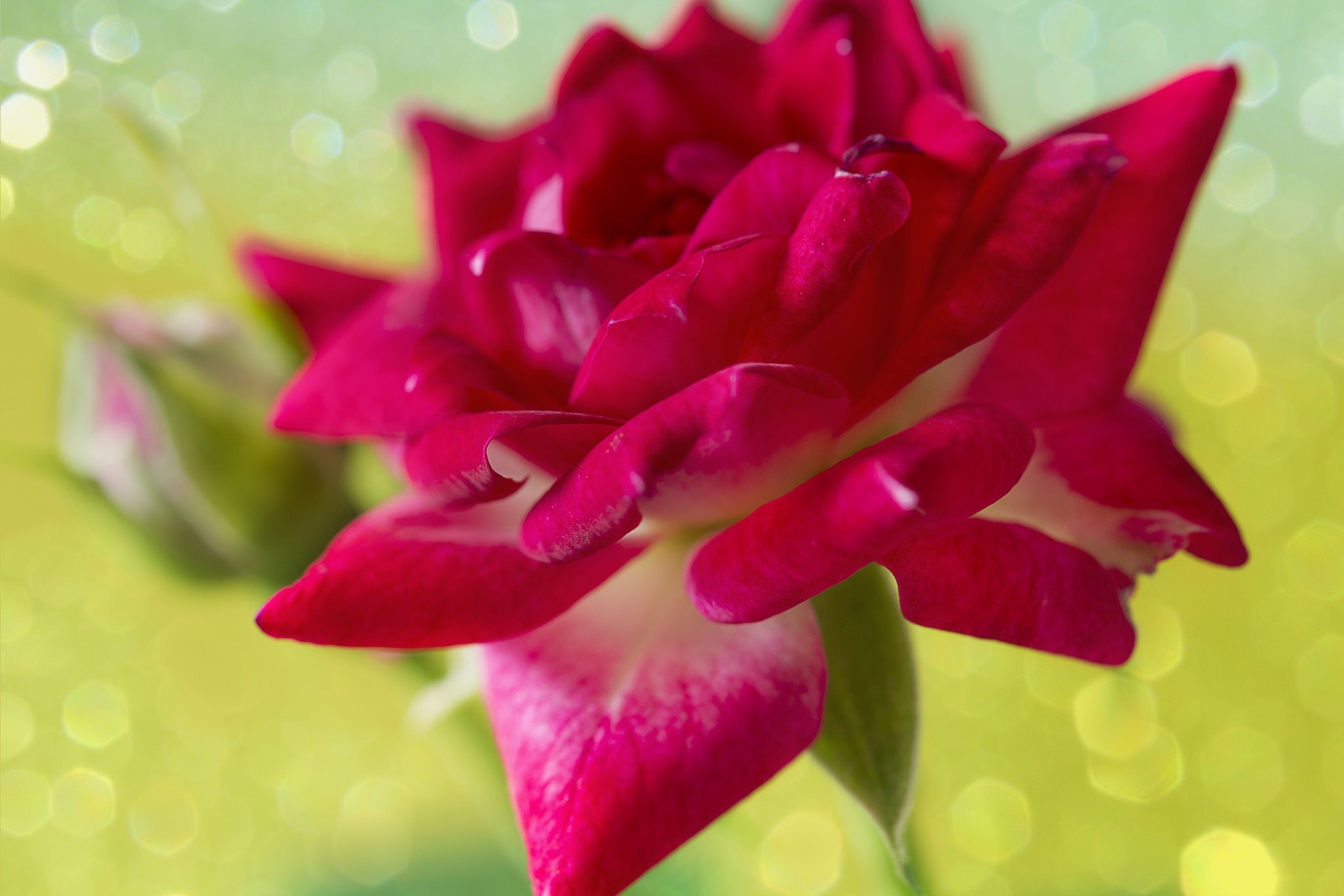 Close-up of a deep pink rose with a bud HD Wallpaper