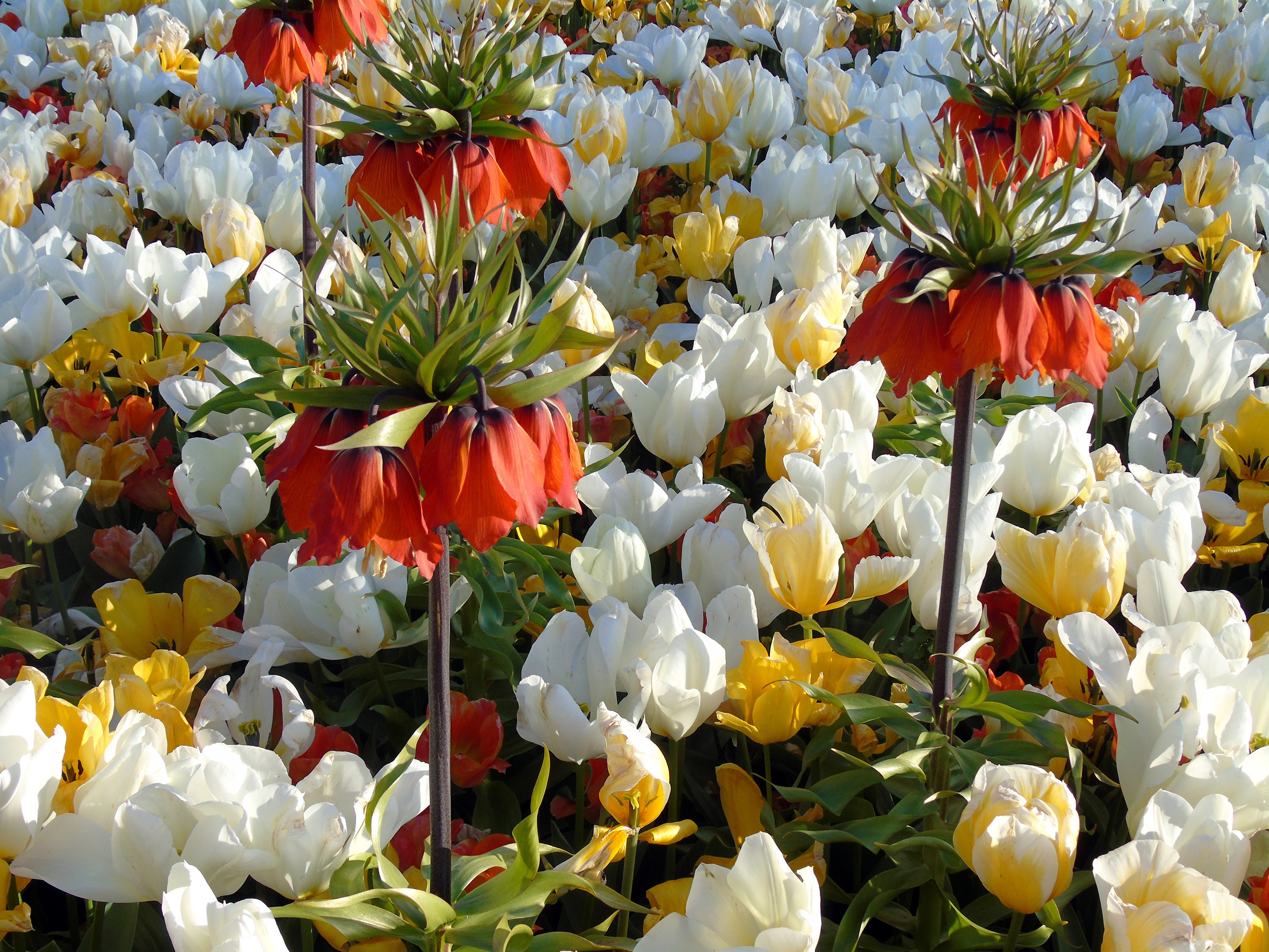4K Tulips and Fritillaria Flowers HD Wallpaper
