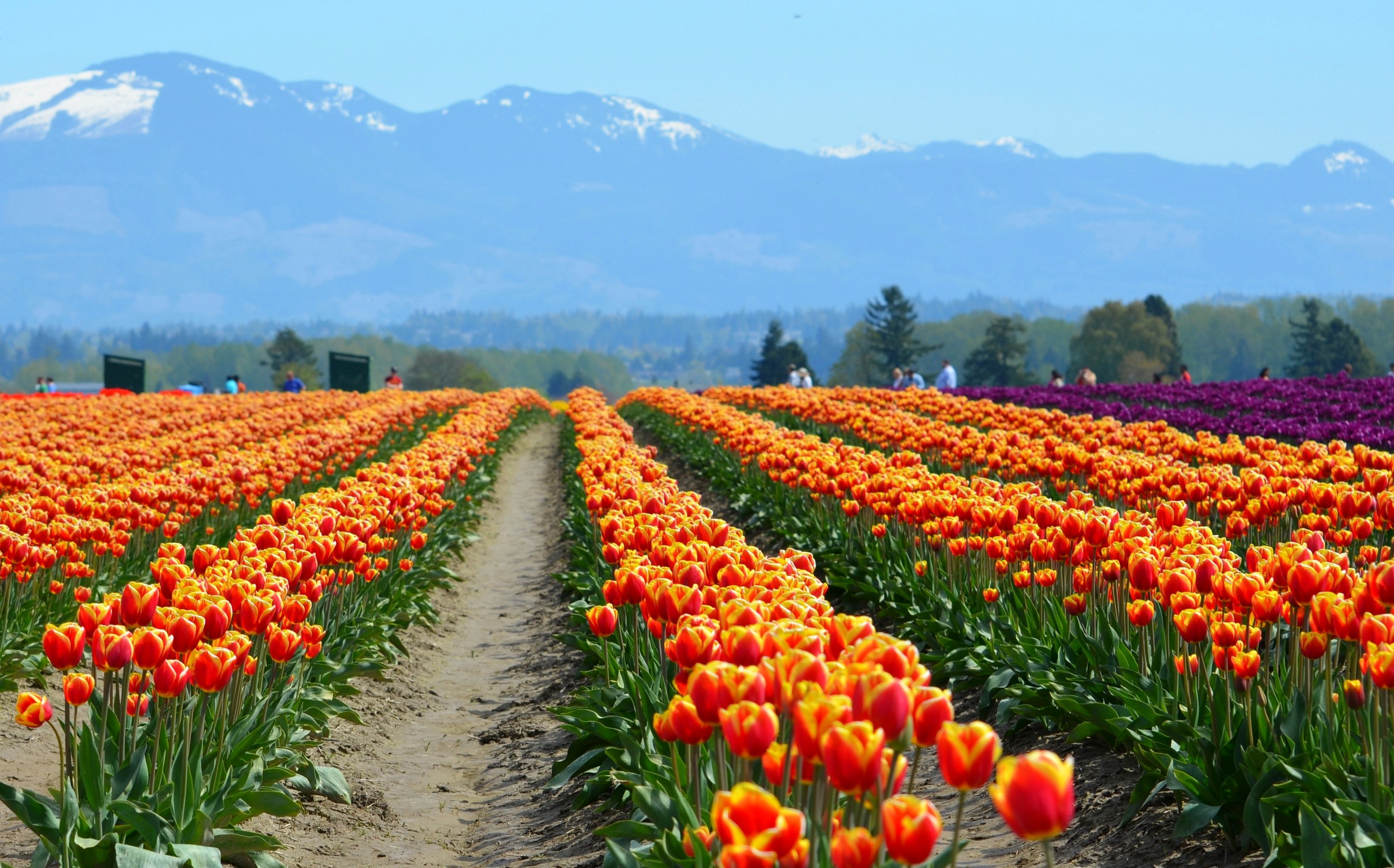 Rows of orange and purple tulips with mountains in the background HD Wallpaper