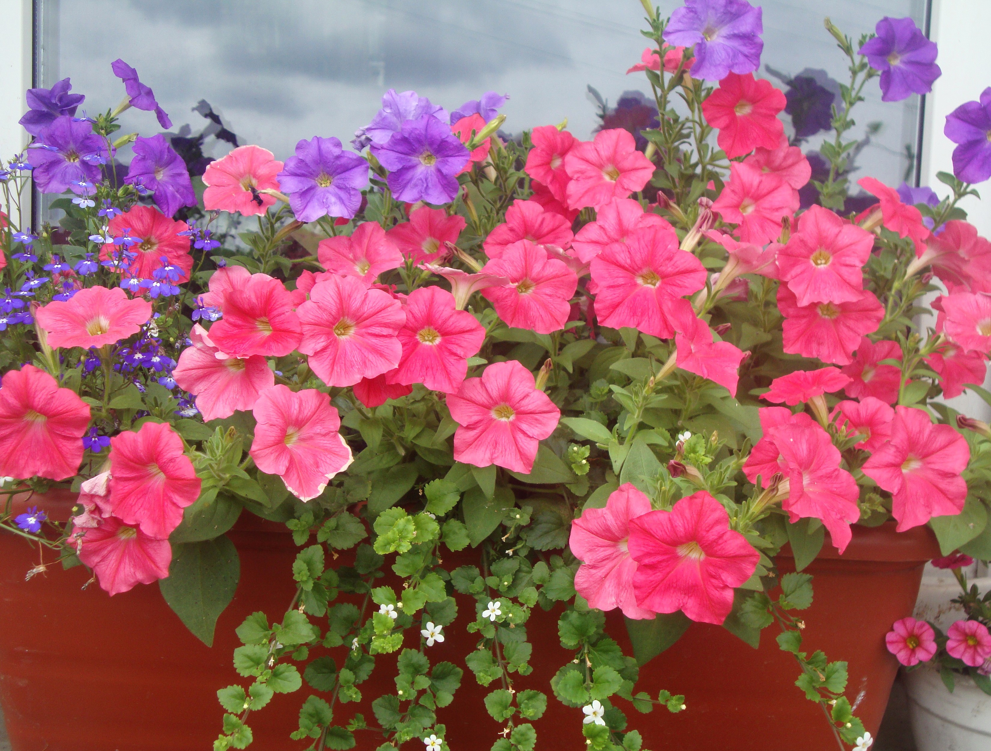Pink and purple petunias in a planter HD Wallpaper
