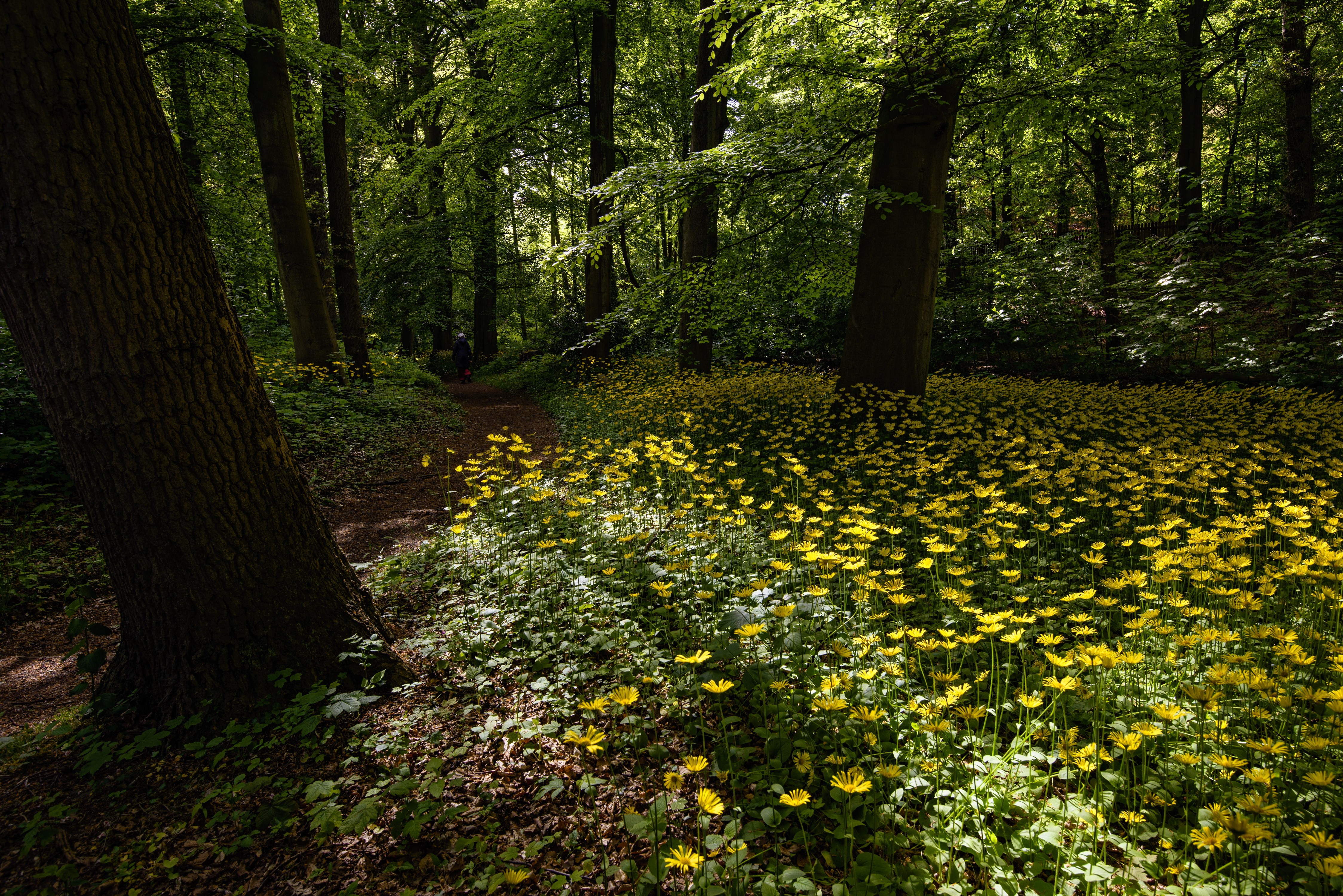 Forest path with yellow flowers and trees HD Wallpaper