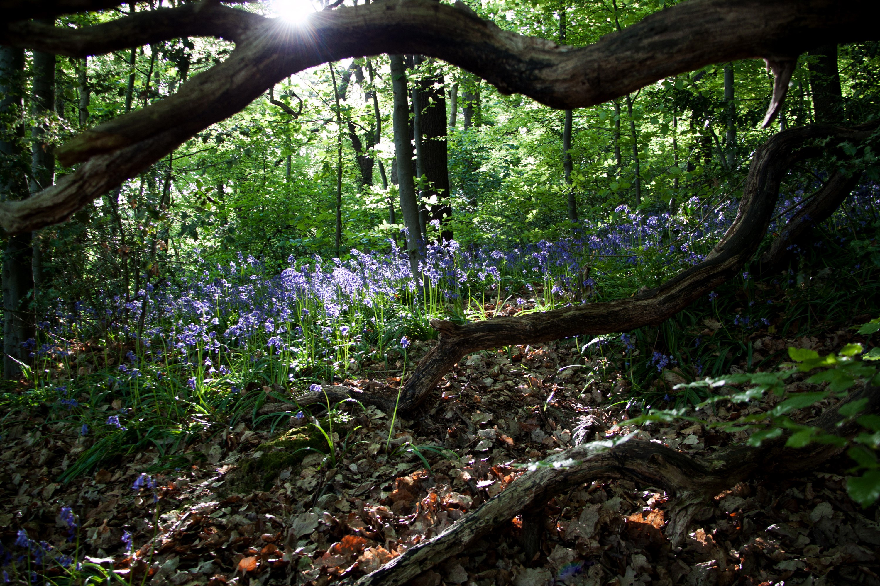 Forest floor with bluebells and fallen branches HD Wallpaper
