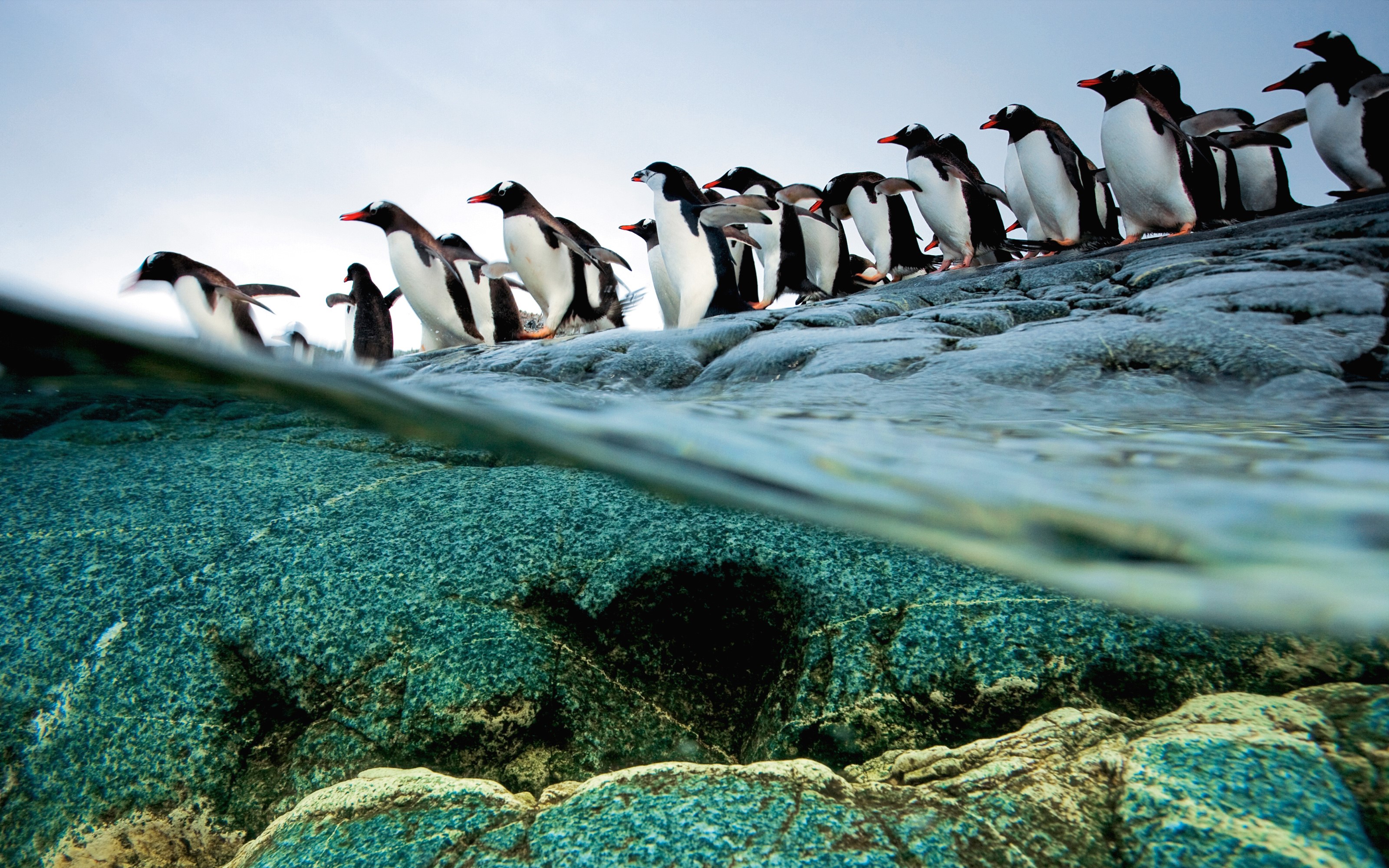 Gentoo penguins on rocky shore above water HD Wallpaper
