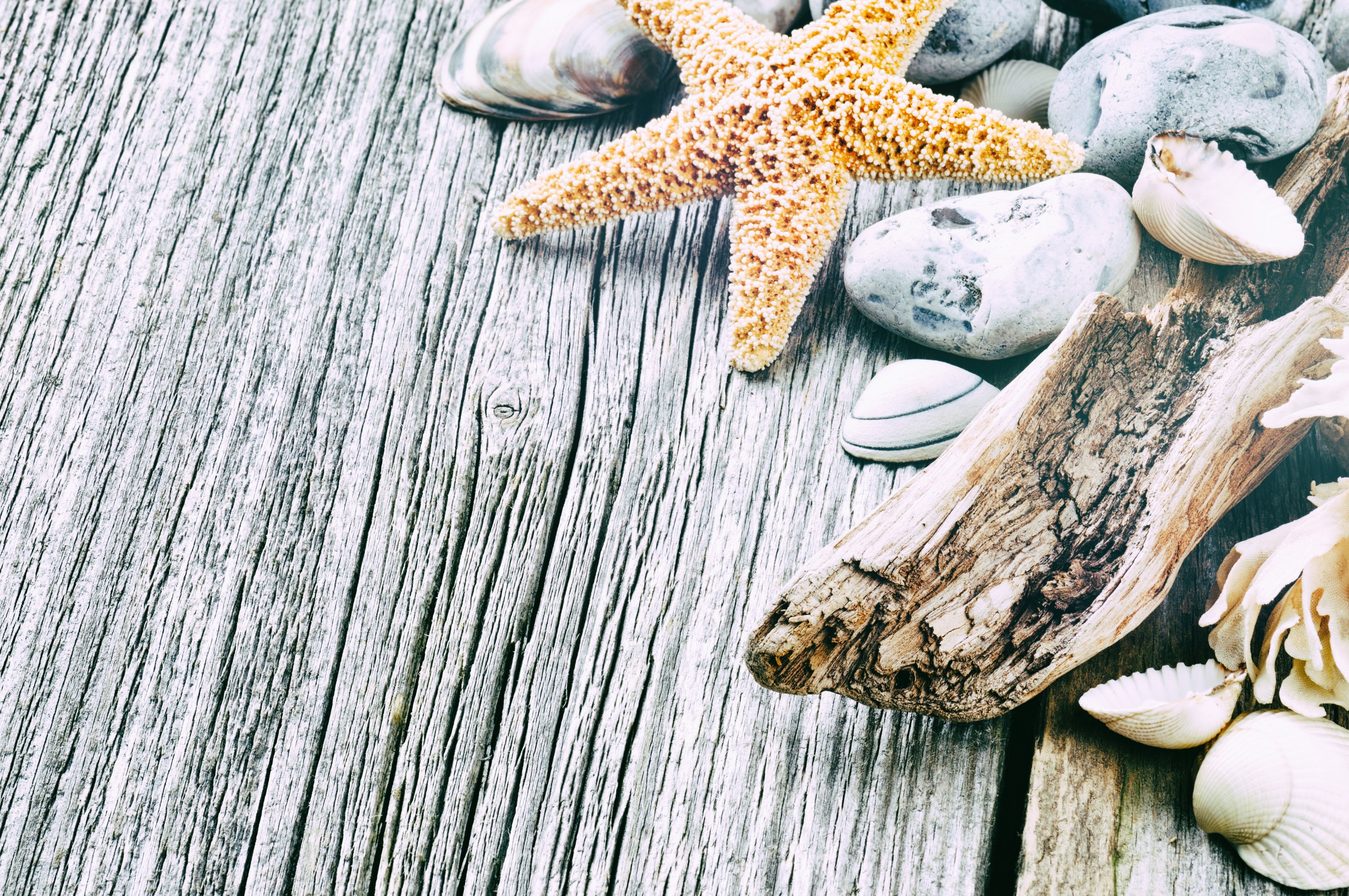 Starfish, Shells, Stones, and Driftwood on Wood Planks HD Wallpaper