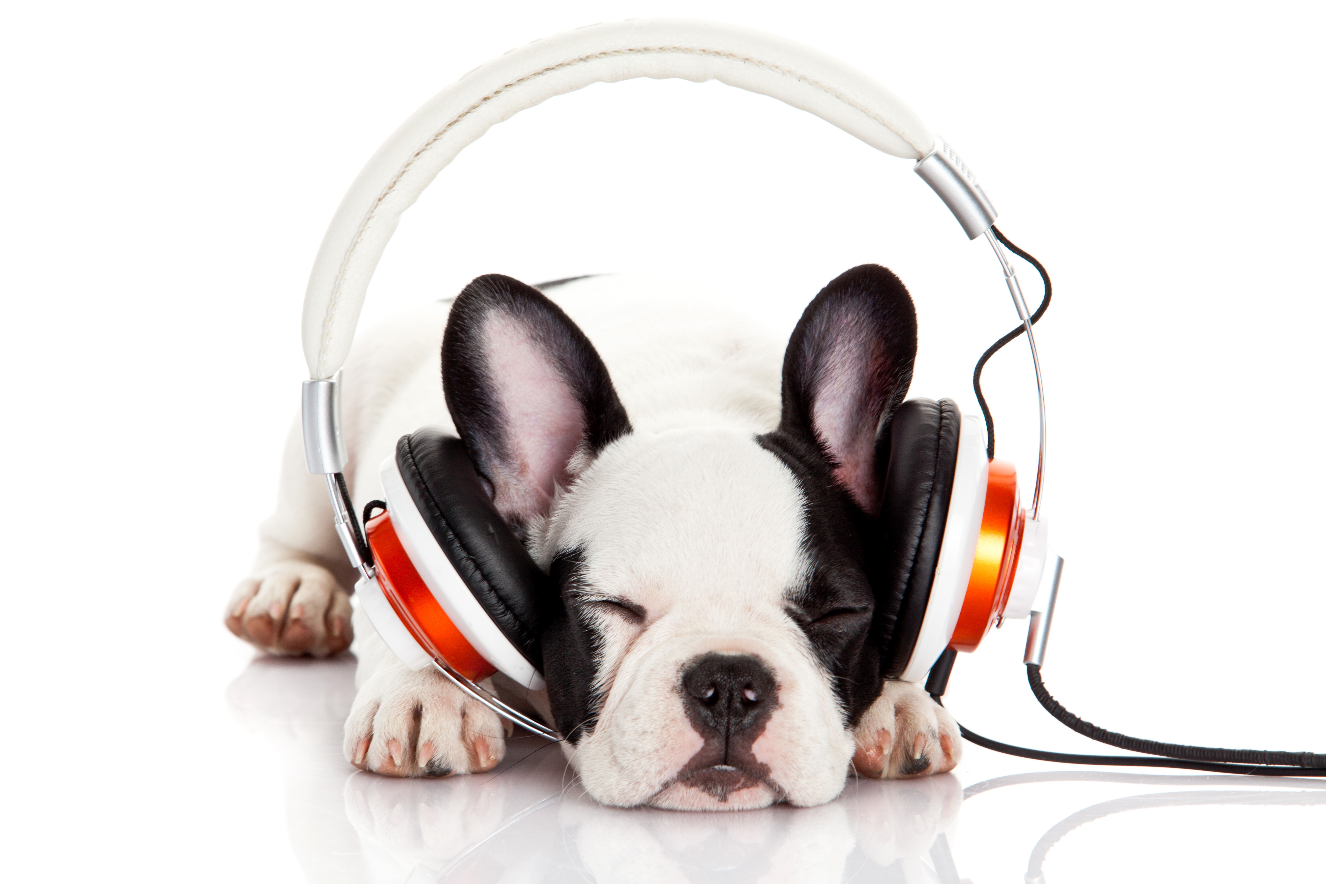 French Bulldog puppy wearing headphones and sleeping HD Wallpaper