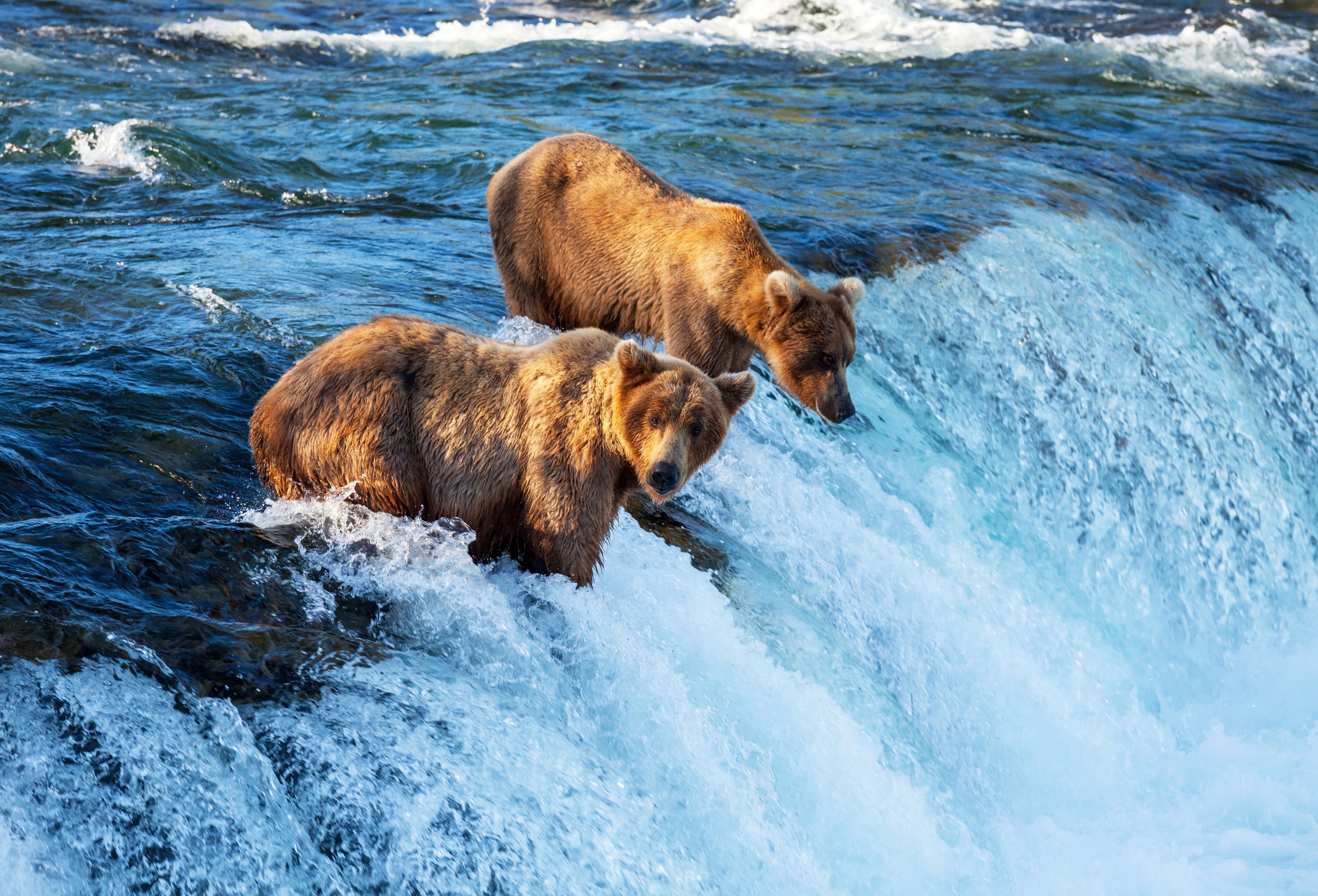 Two Bears Hunting at a Waterfall HD Wallpaper
