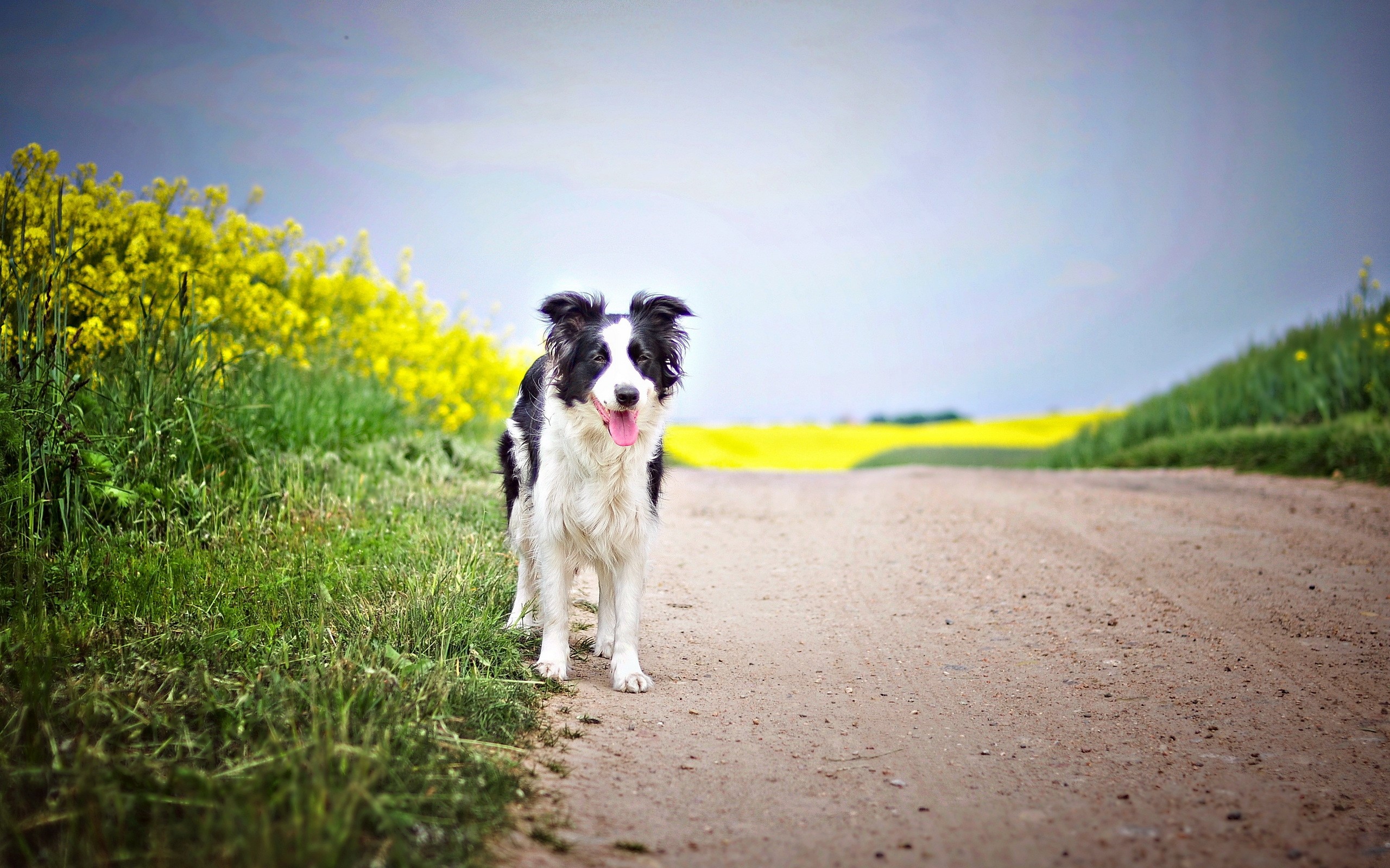Border Collie dog standing on a dirt road with yellow flowers HD Wallpaper