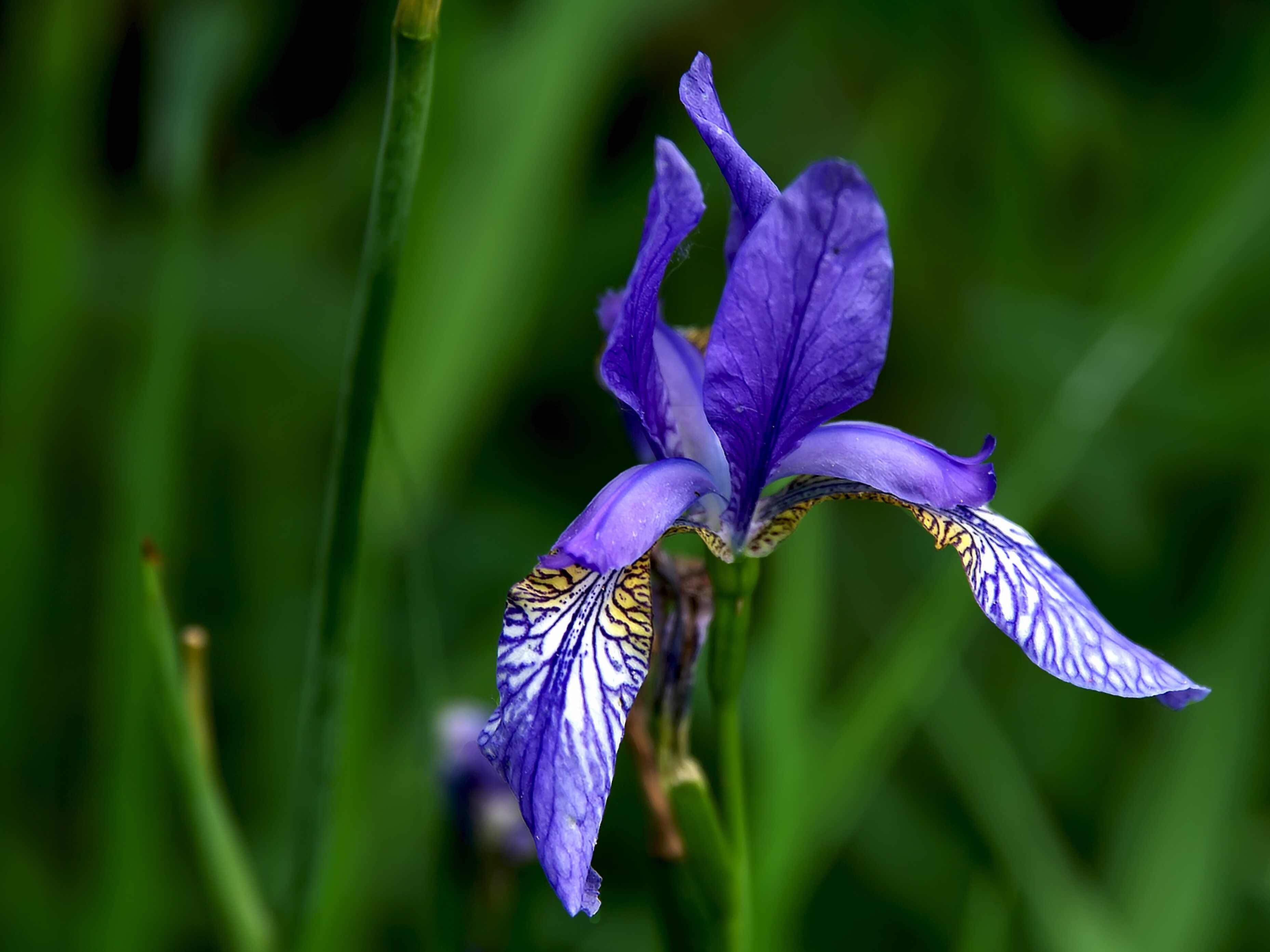 Purple Iris flower with yellow and white markings HD Wallpaper