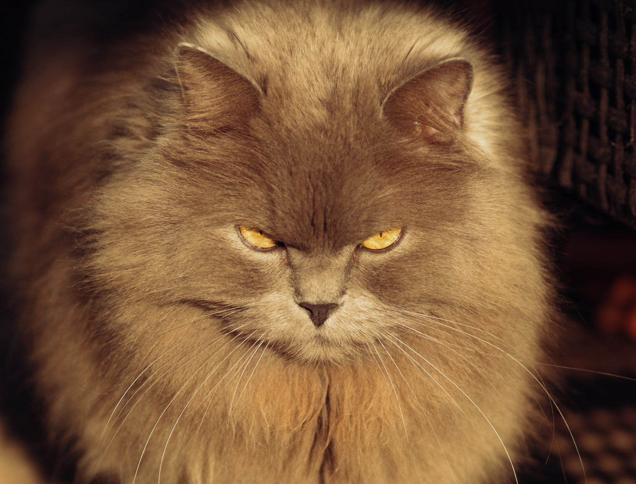 Fluffy gray cat with yellow eyes HD Wallpaper
