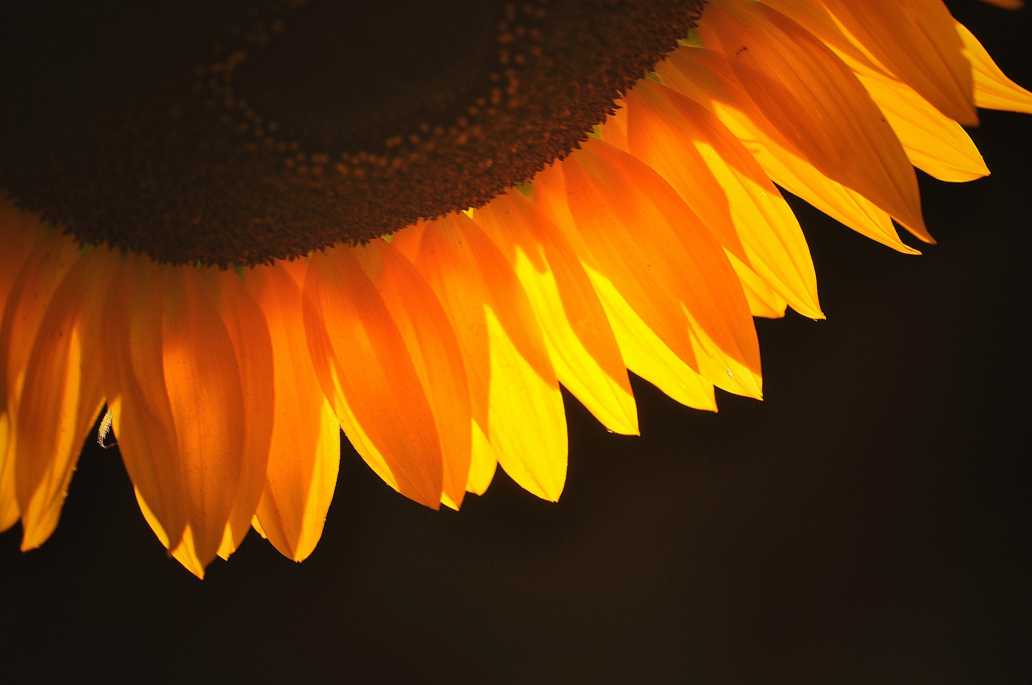 Close-up of backlit sunflower petals HD Wallpaper