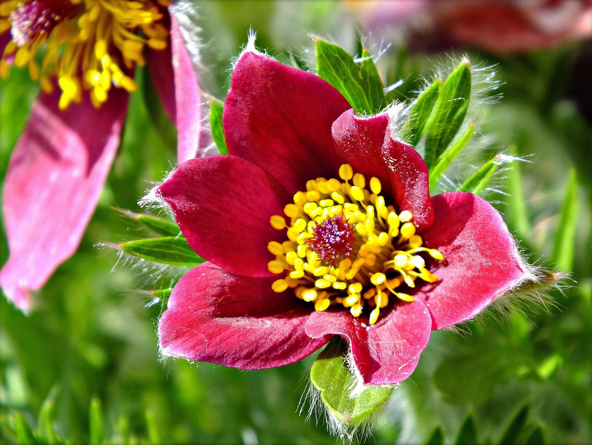 Closeup of a Pulsatilla flower HD Wallpaper