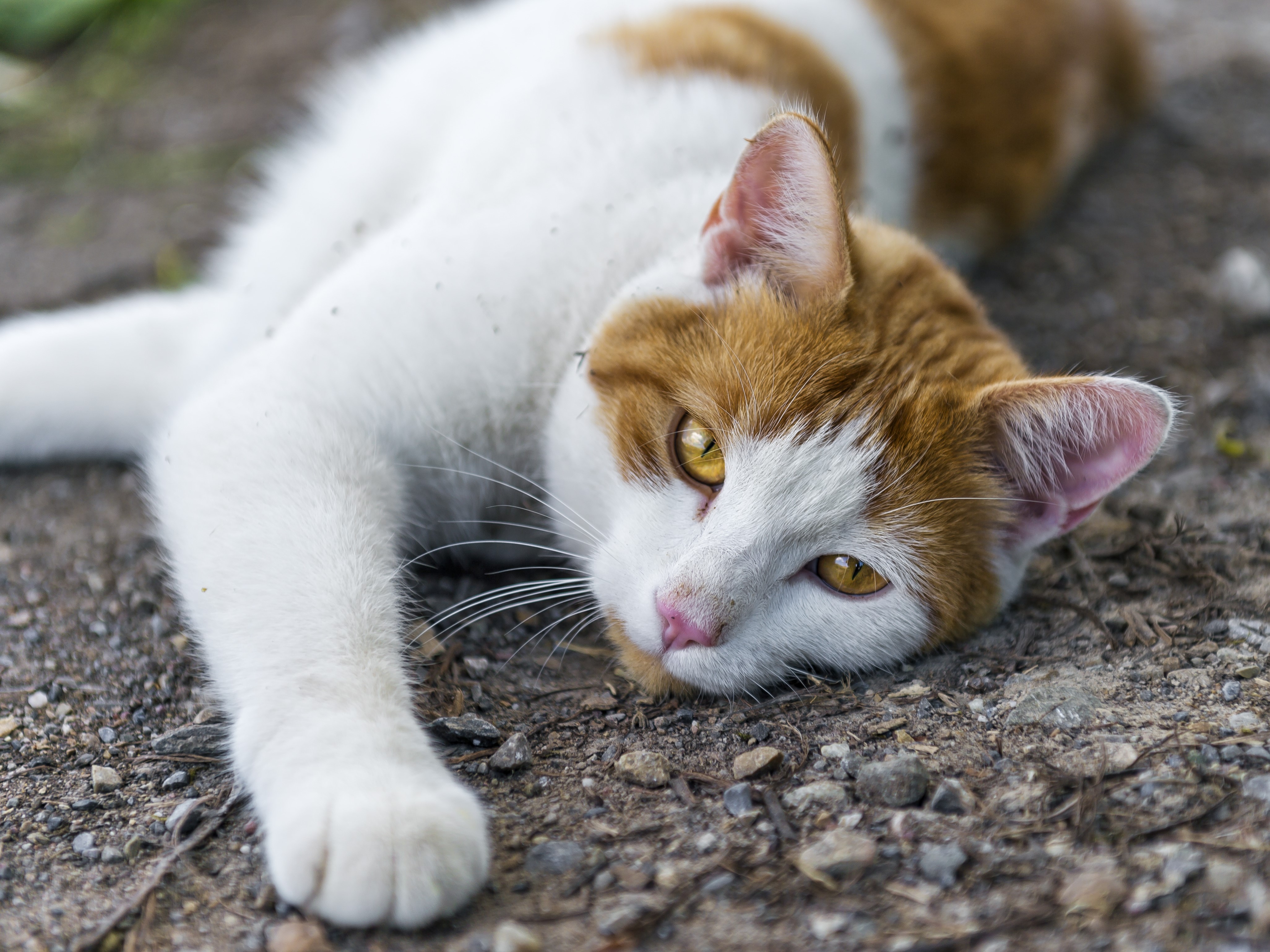 Orange and white cat lying down HD Wallpaper