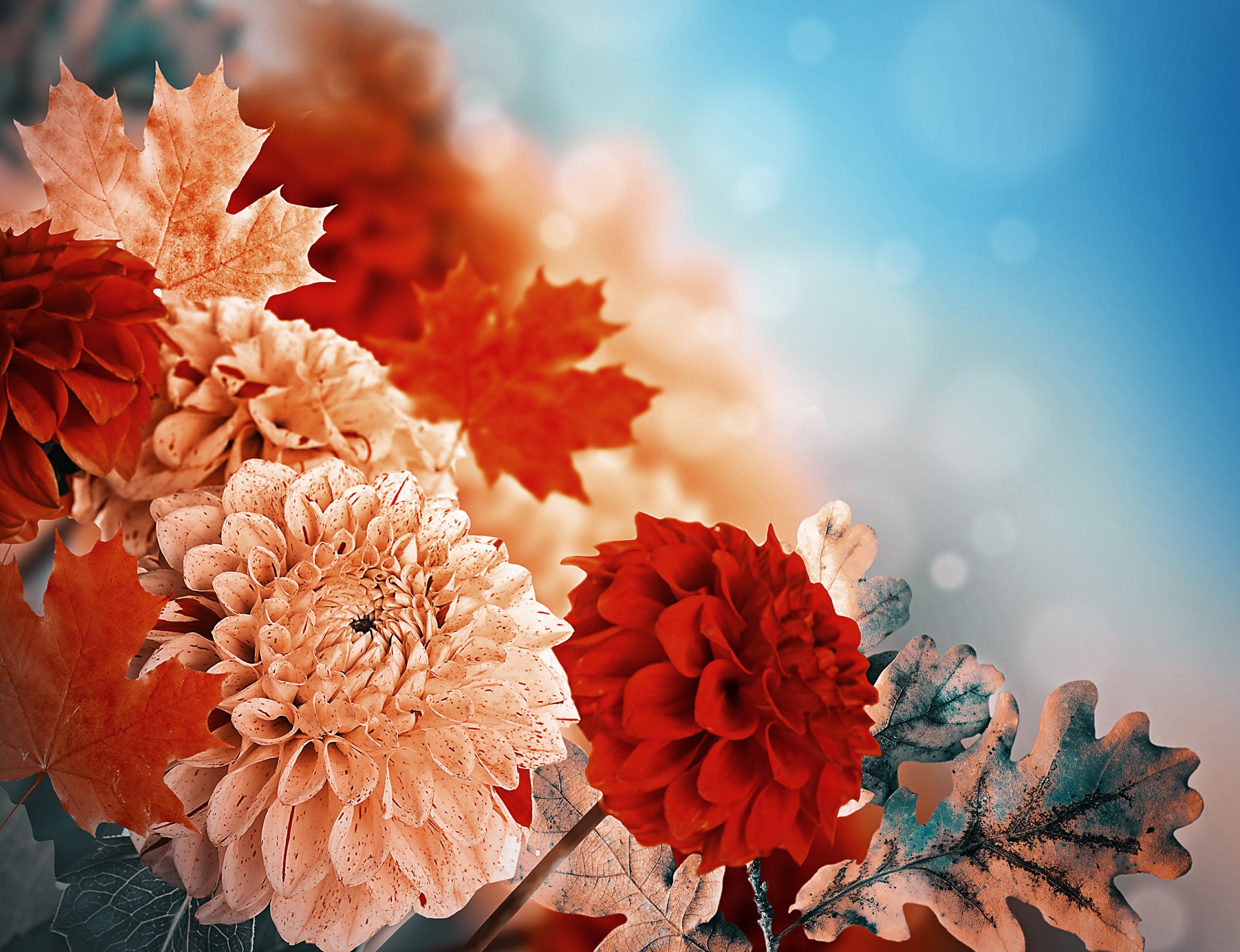 4K Dahlias Closeup HD Wallpaper