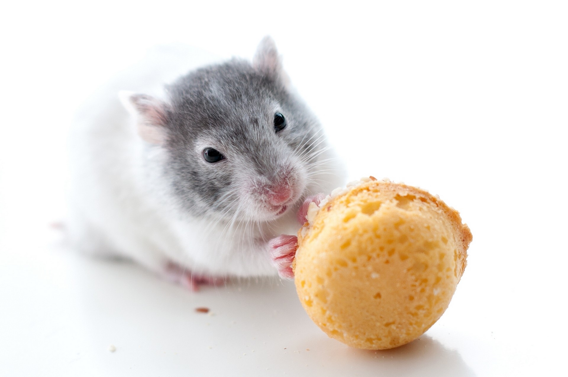 A hamster eating a small cookie HD Wallpaper