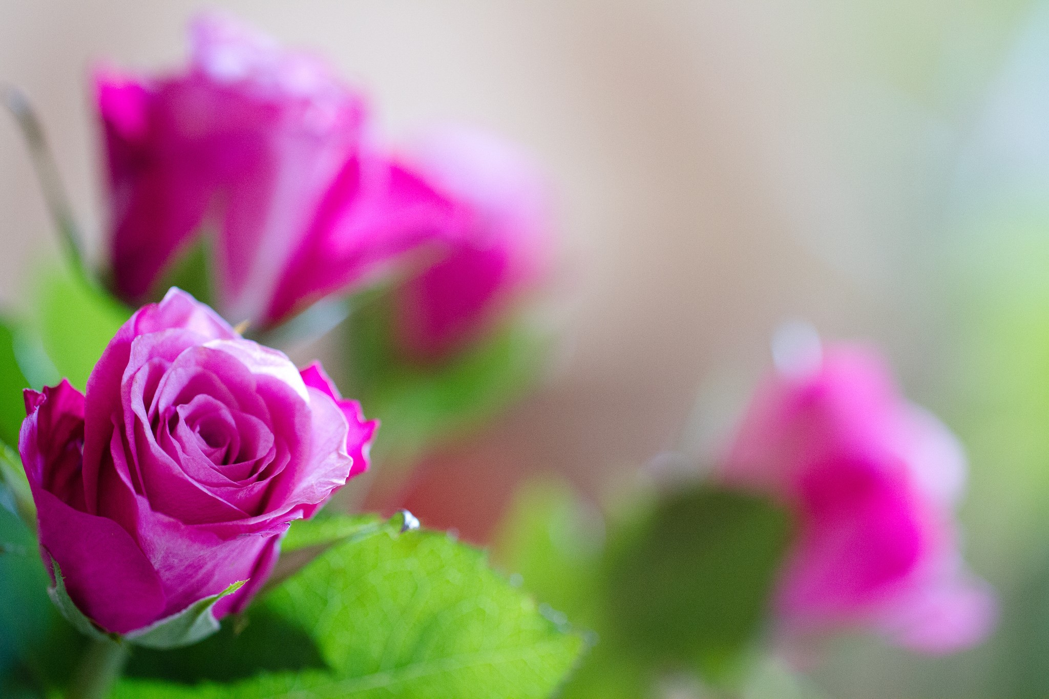 Close-up of pink roses with green leaves HD Wallpaper