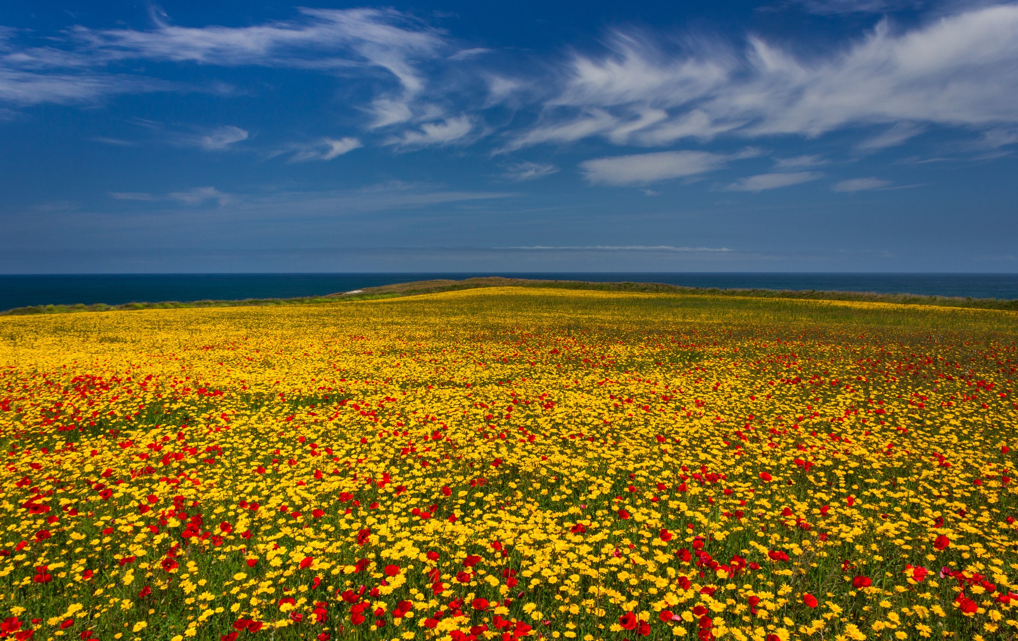 Field of yellow and red flowers by the sea HD Wallpaper