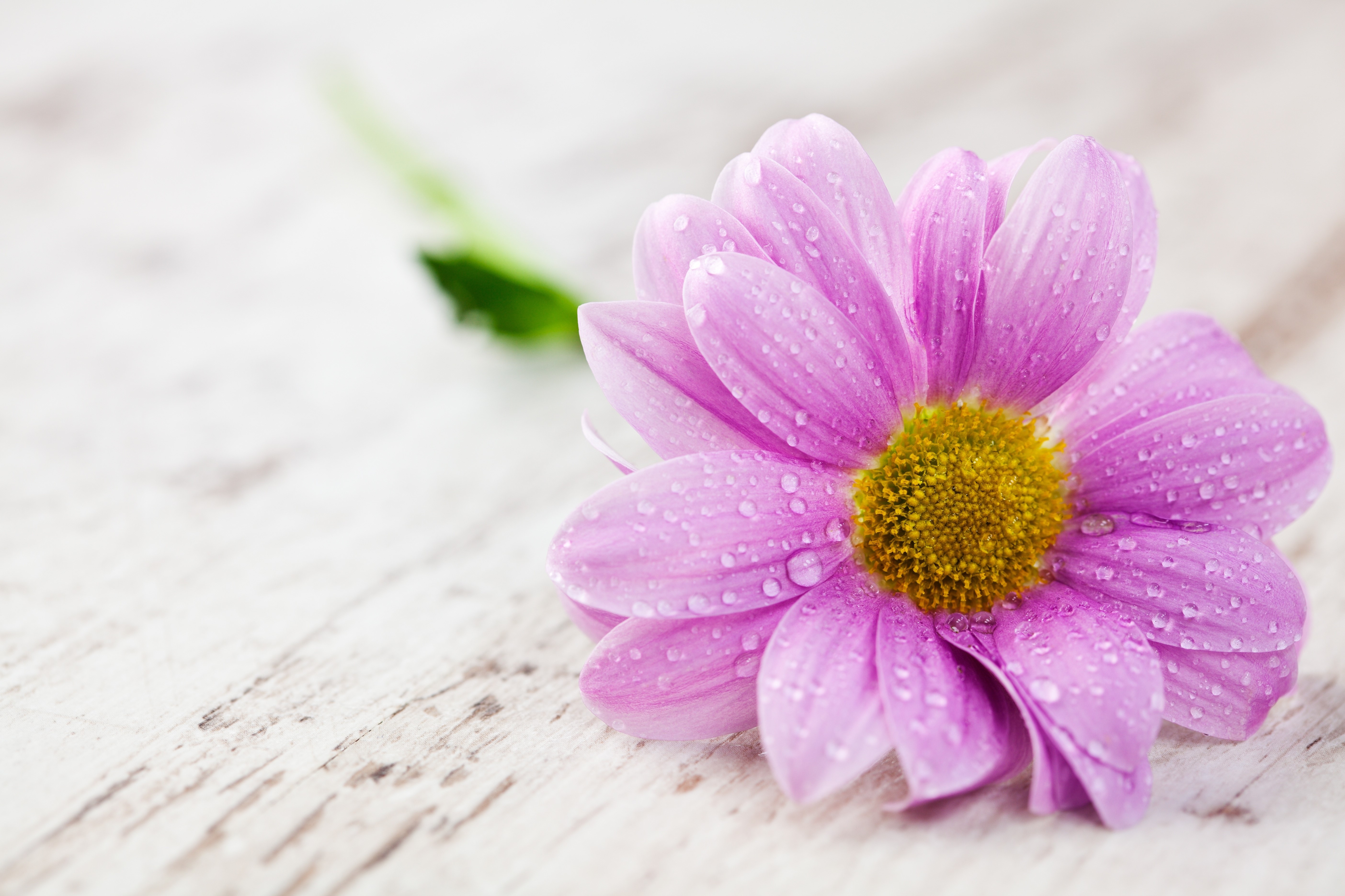 Pink daisy with water drops on wooden surface HD Wallpaper