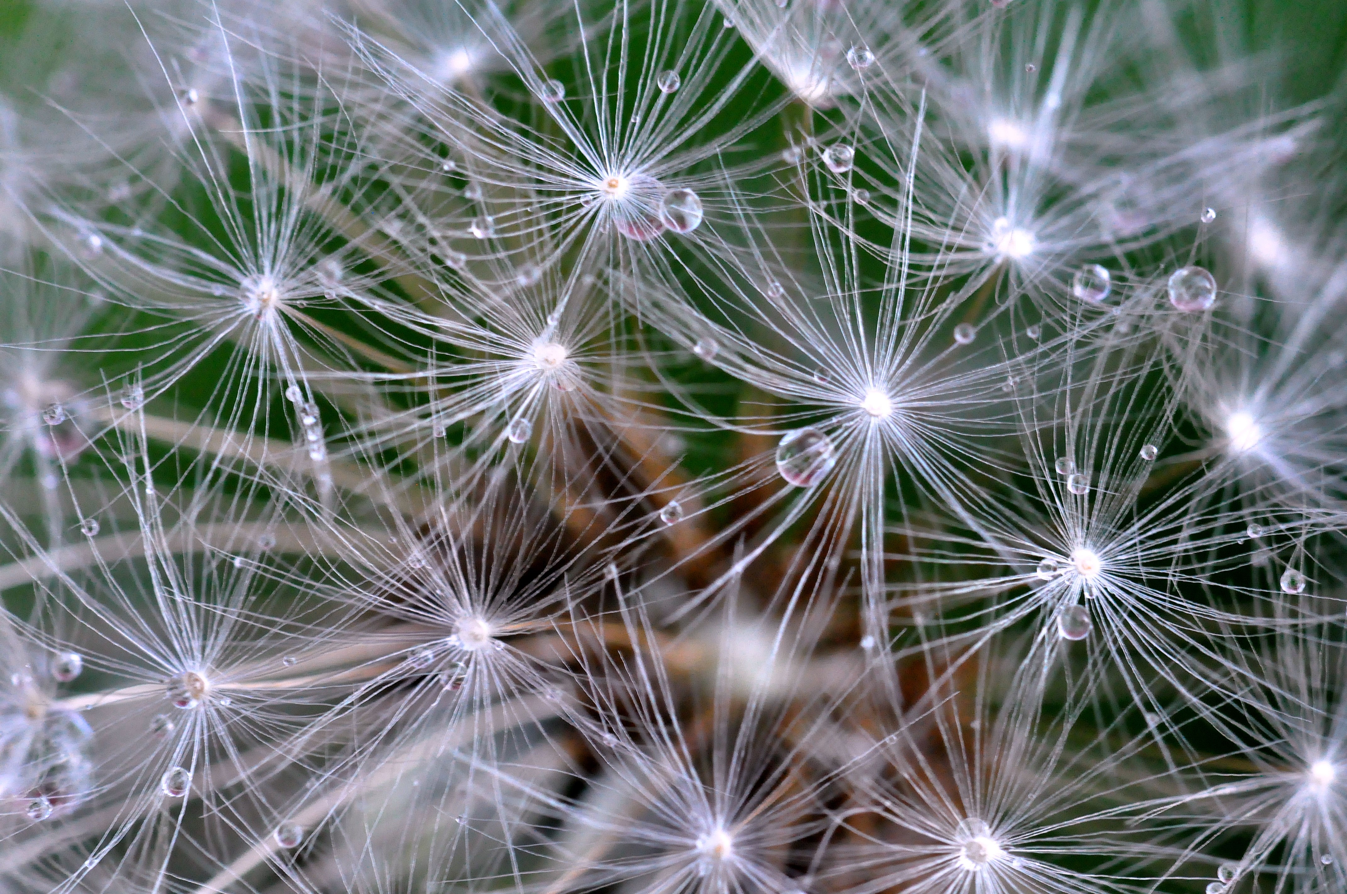 4K Dandelion Seed Head with Water Droplets Closeup HD Wallpaper