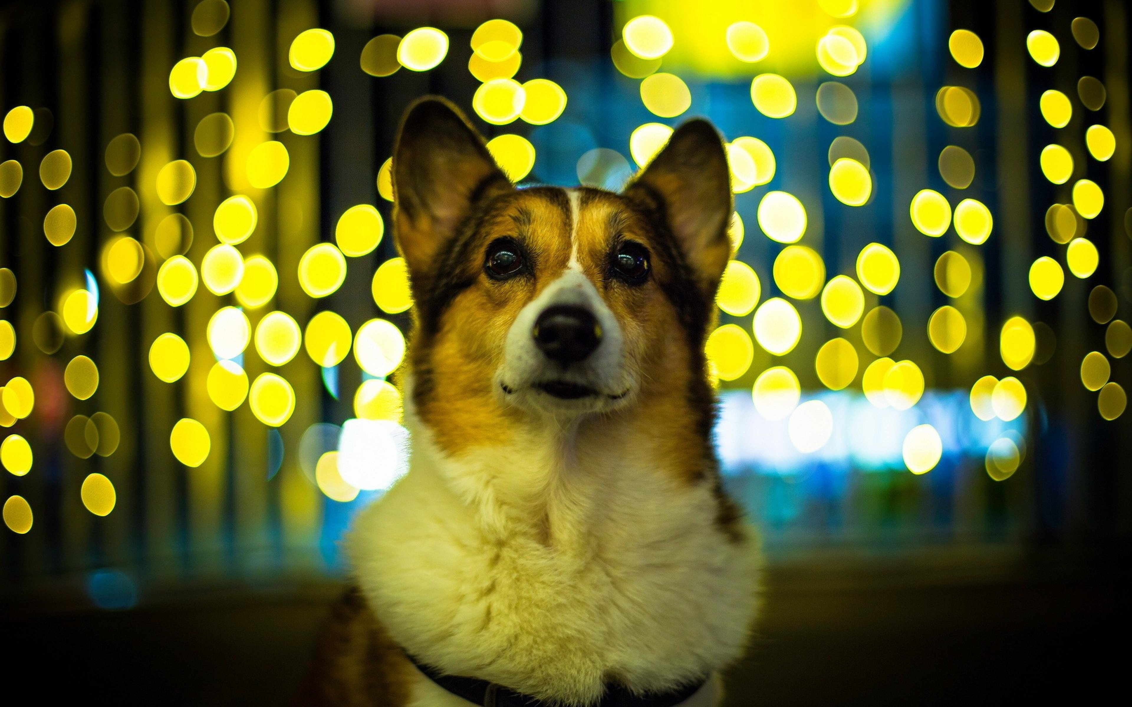 4K Welsh Corgi Dog with Bokeh Lights HD Wallpaper