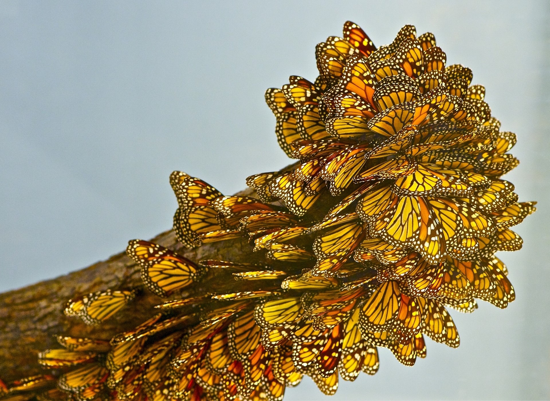 Monarch Butterflies Clustered on a Branch HD Wallpaper