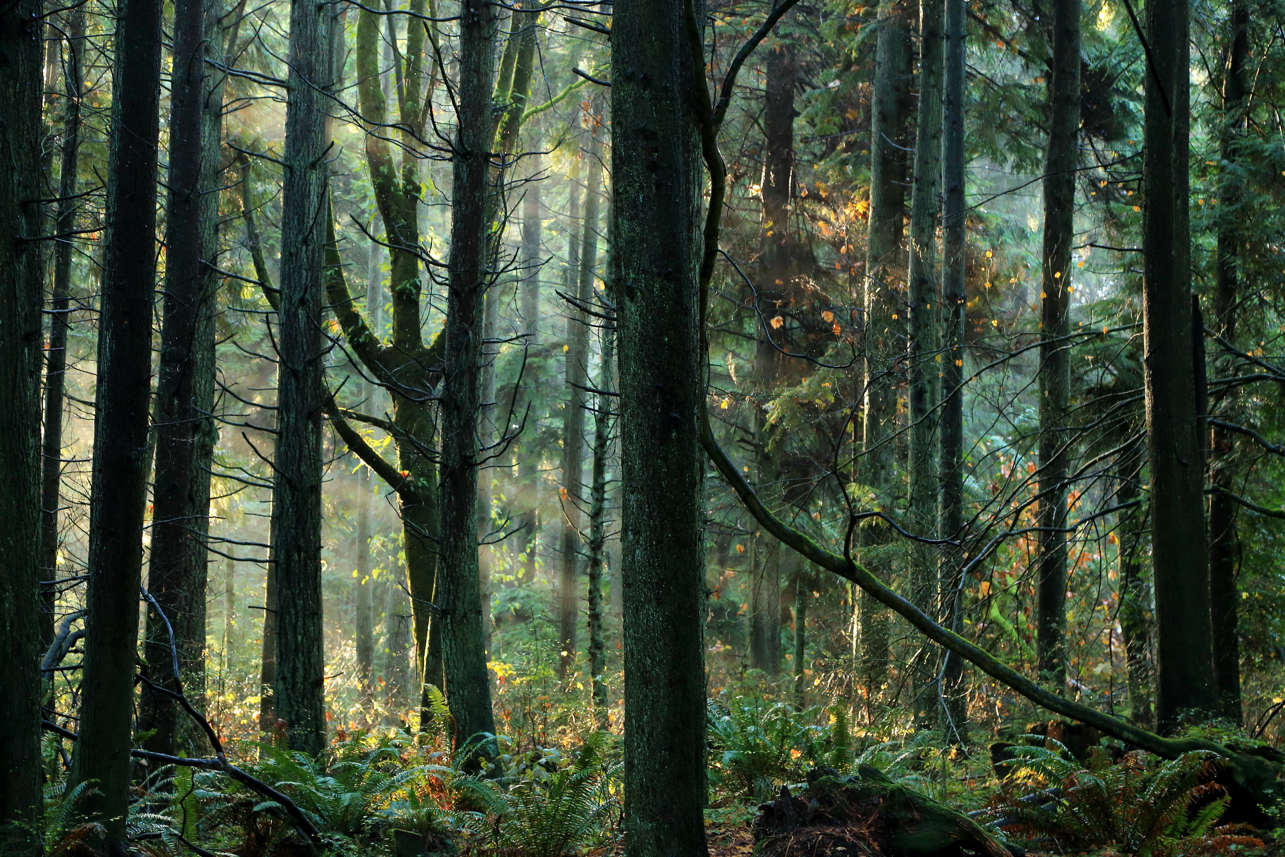 4K Forest with Sunbeams HD Wallpaper
