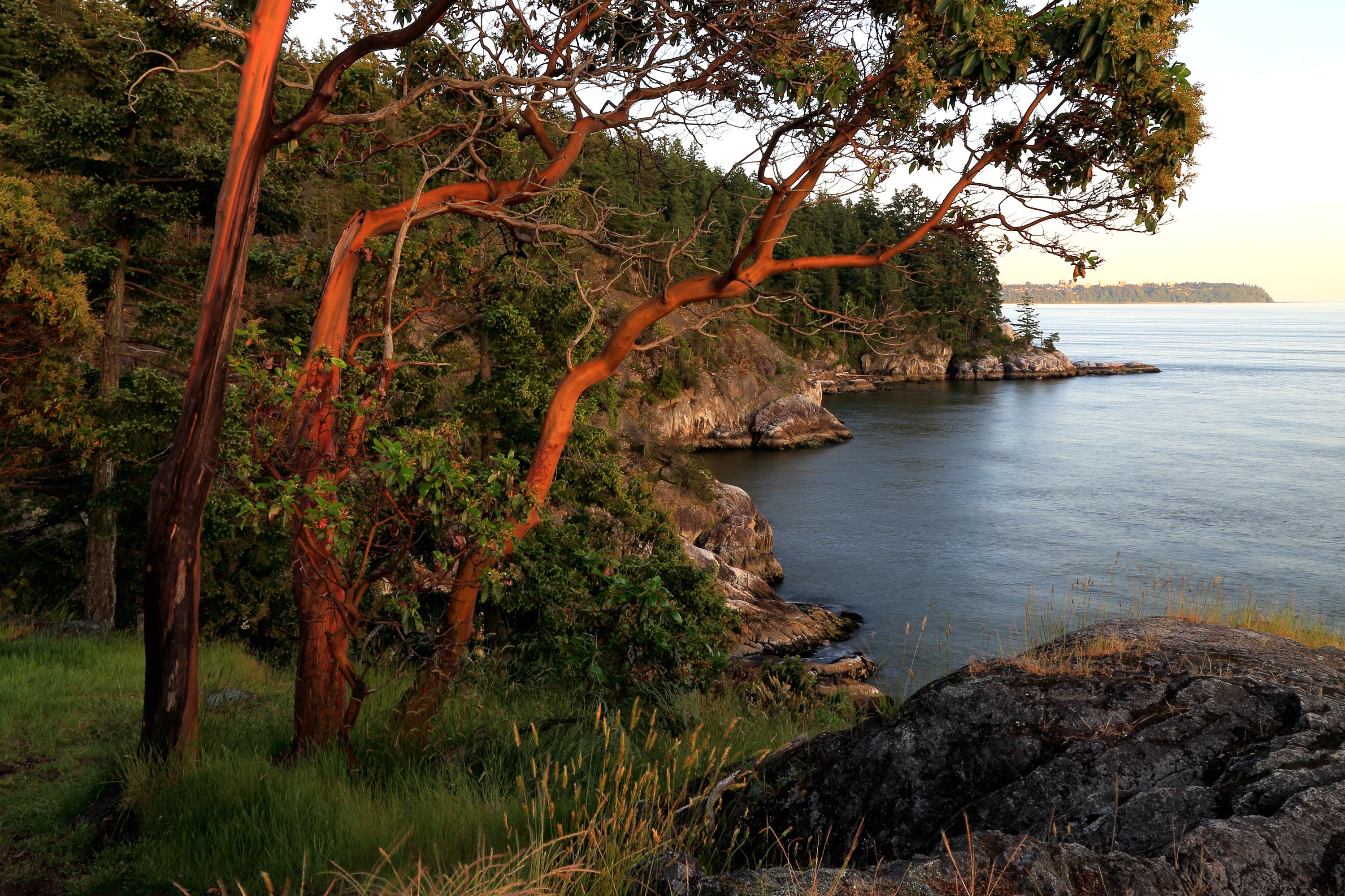 Arbutus trees on the coast of Vancouver, Canada HD Wallpaper