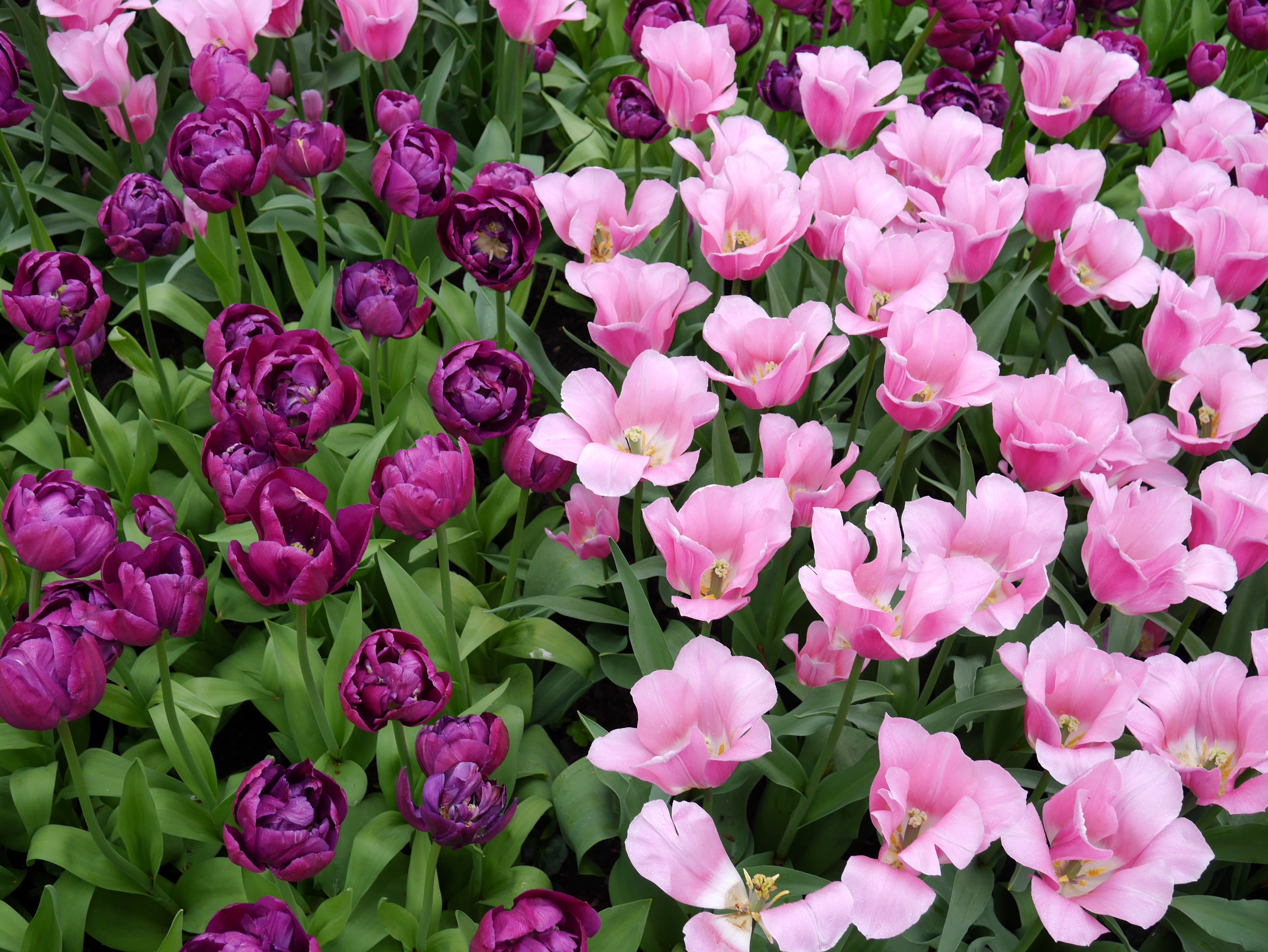 Pink and Violet Tulips HD Wallpaper