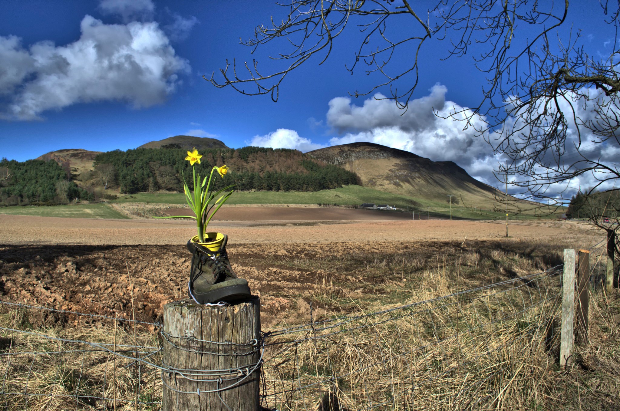Daffodils in a boot on a fence post with mountains HD Wallpaper