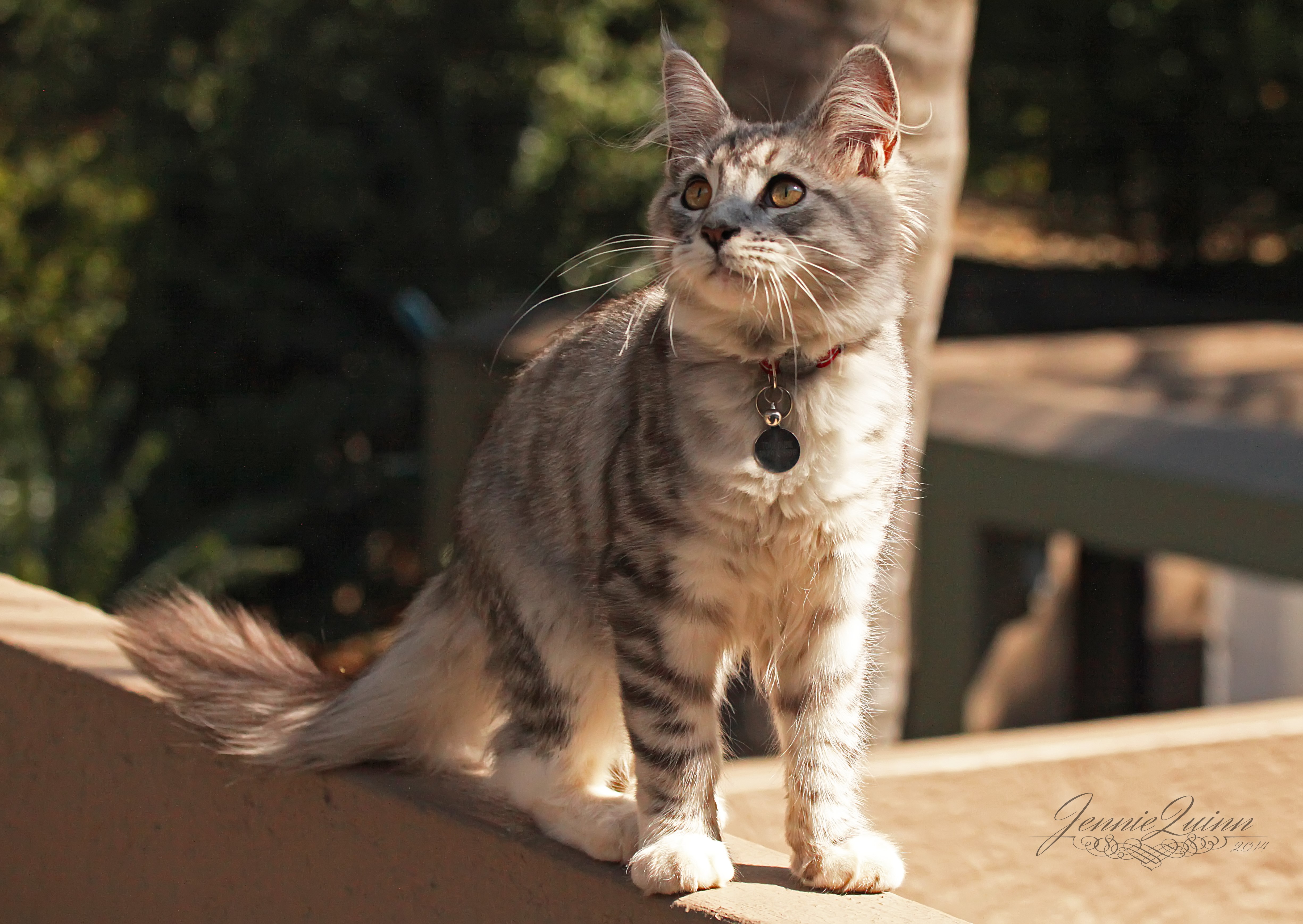 Maine Coon Cat with Collar HD Wallpaper