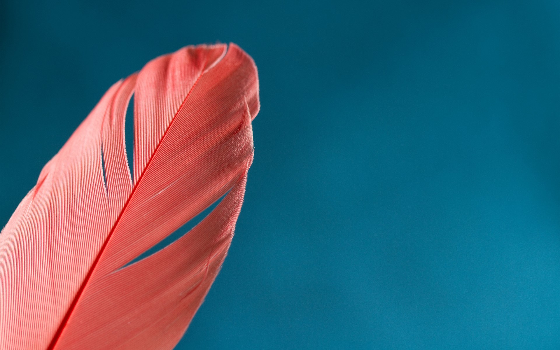 Close-up of a pink feather on a teal background HD Wallpaper