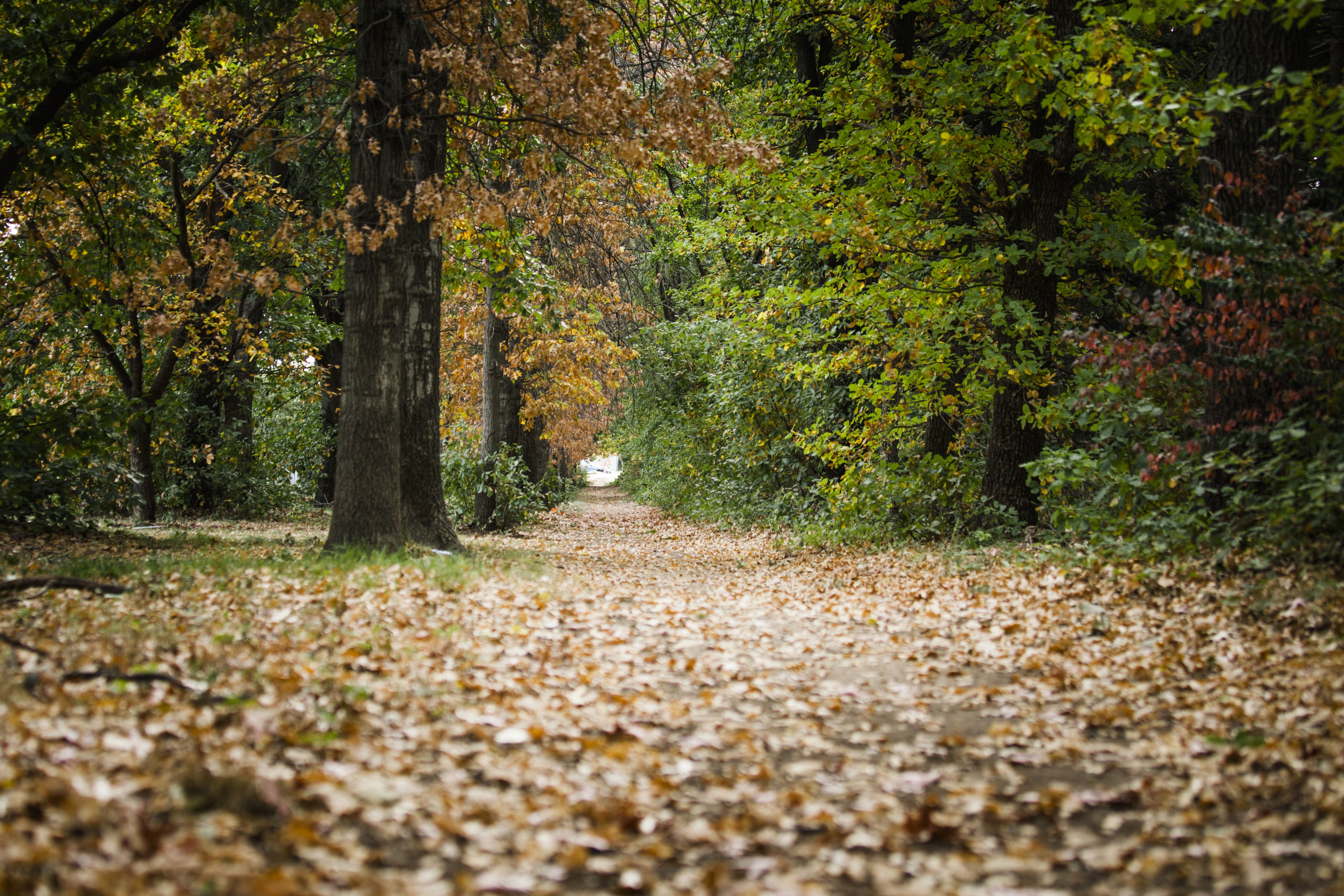 Autumn Avenue in a Forest with Fallen Leaves HD Wallpaper