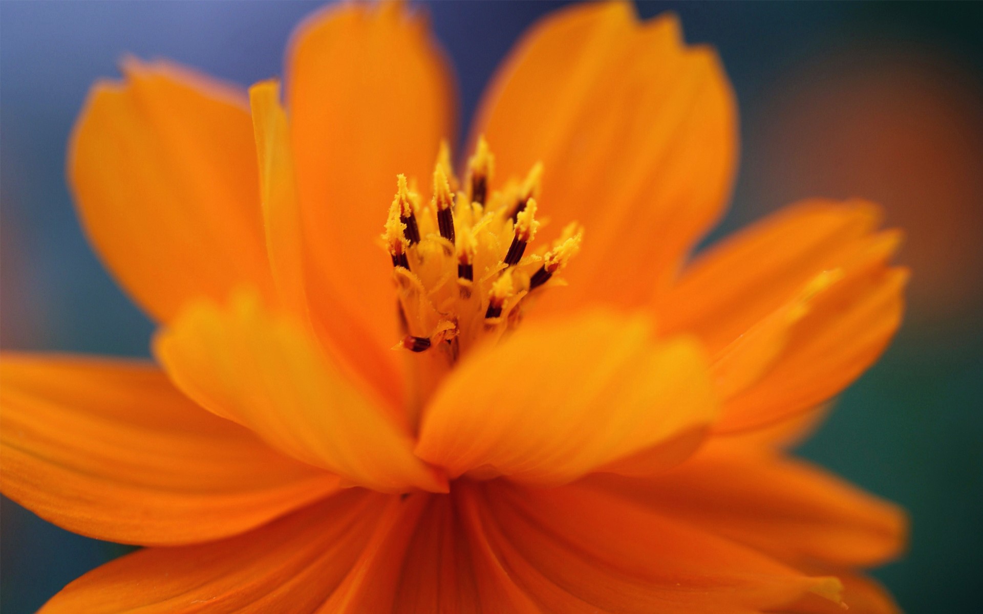 Close-up of an orange Cosmos flower HD Wallpaper
