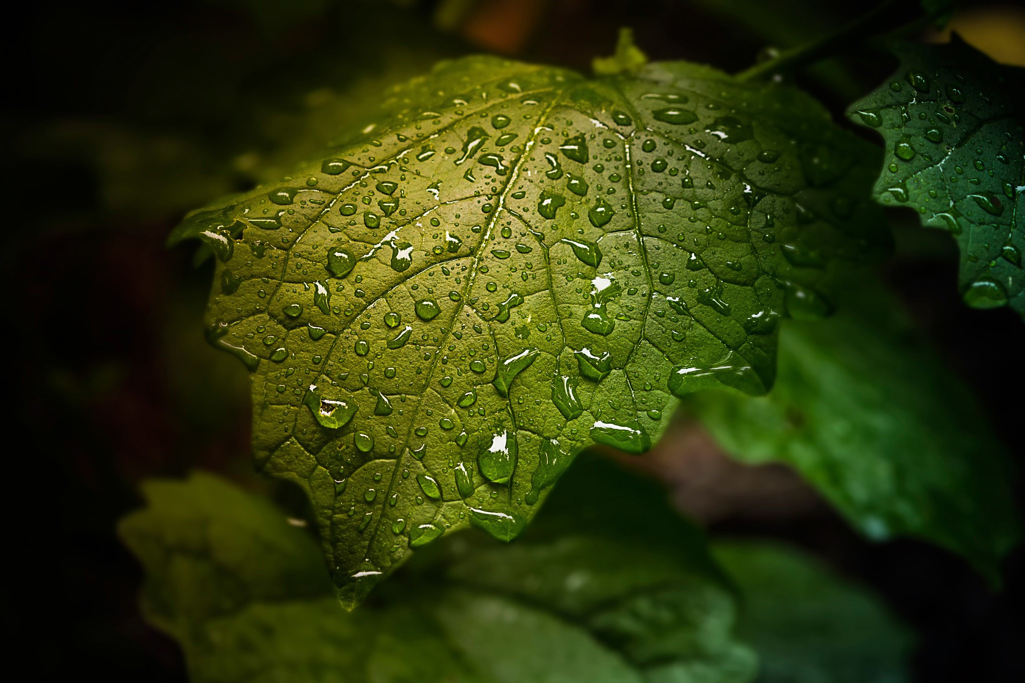 Close-up of a green leaf with water drops HD Wallpaper