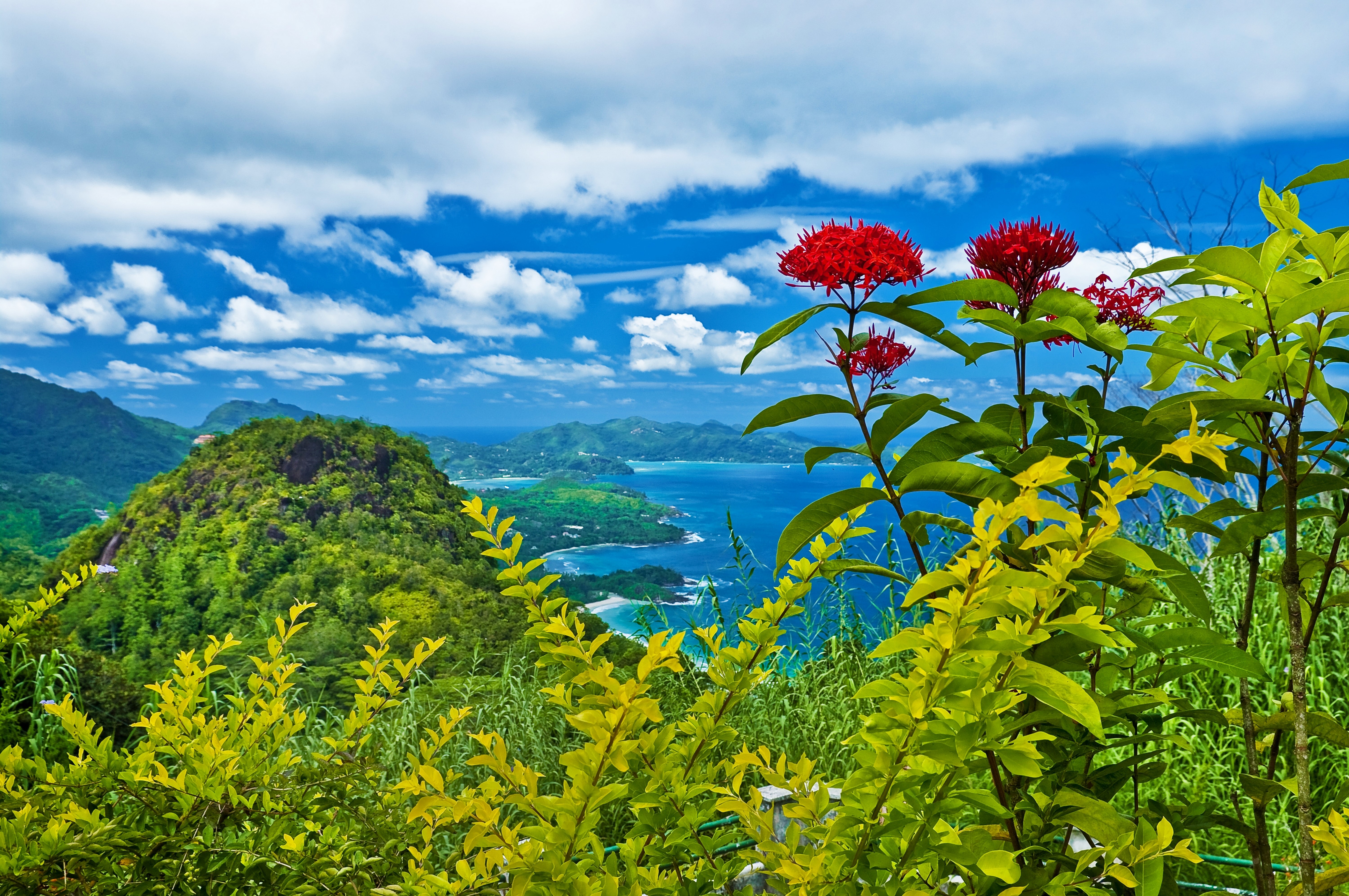 Mountains and Ocean Scenery with Red Flowers HD Wallpaper