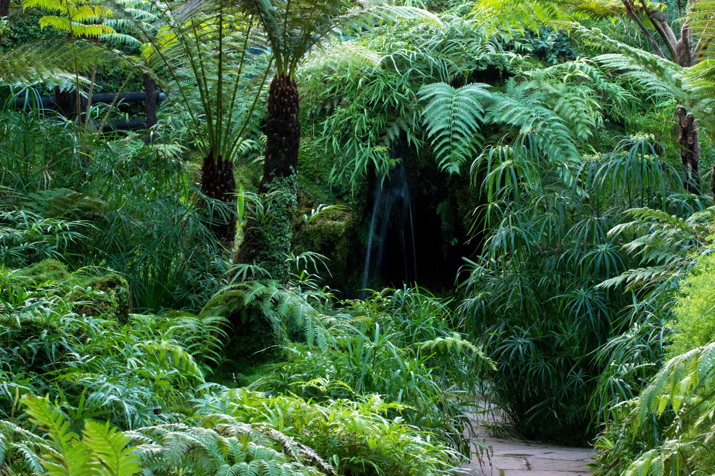 Ferns and waterfall in a garden HD Wallpaper