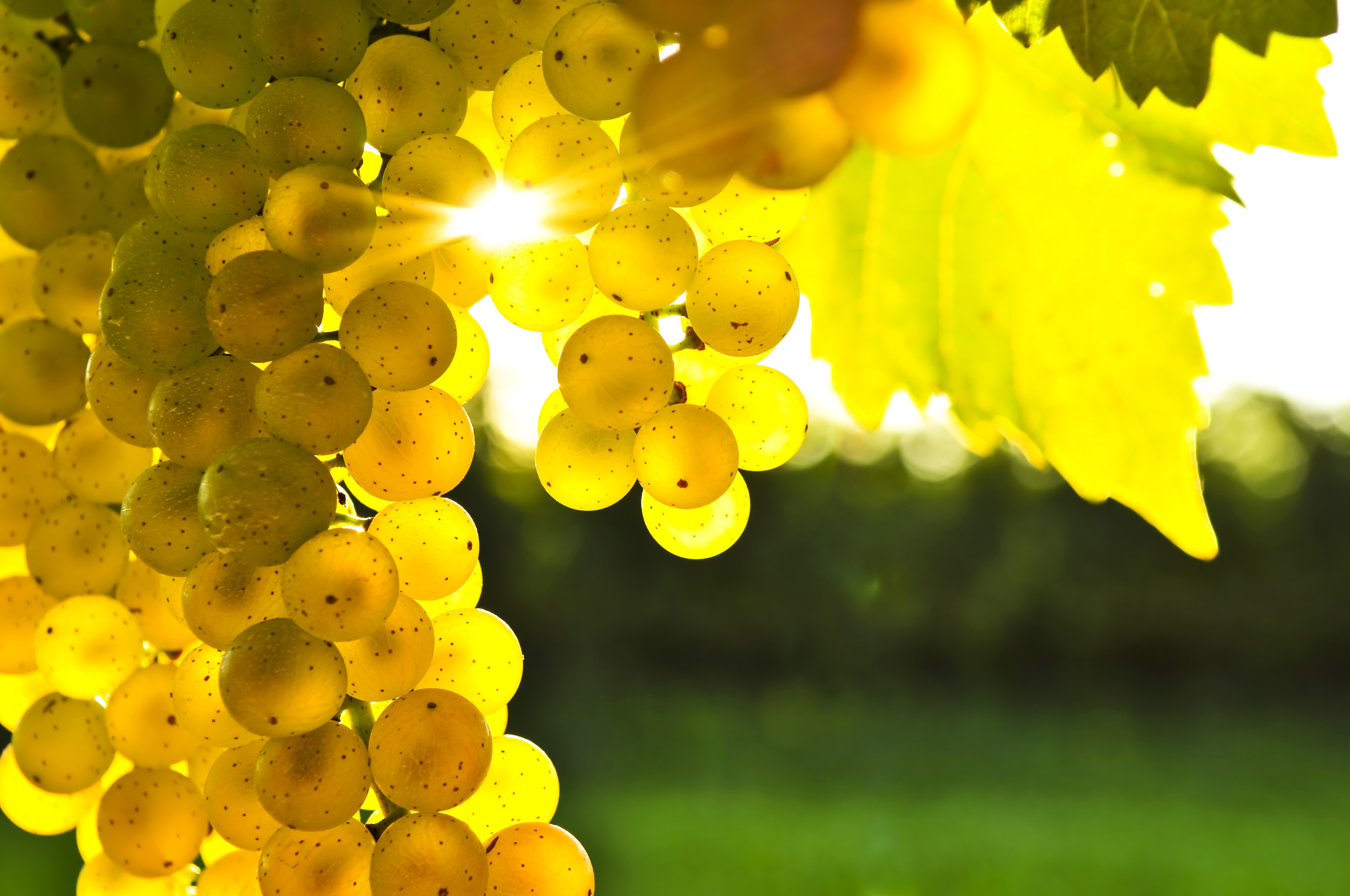 4K Grapes with Sun Rays HD Wallpaper