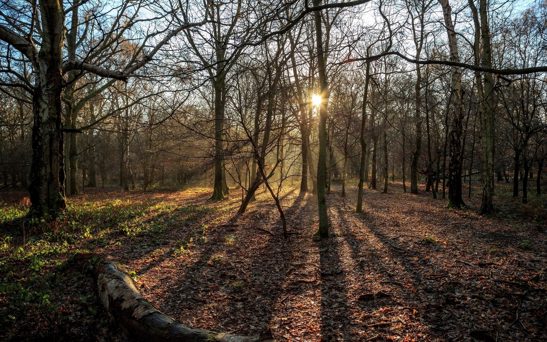 Sunlight filtering through bare trees in a forest HD Wallpaper