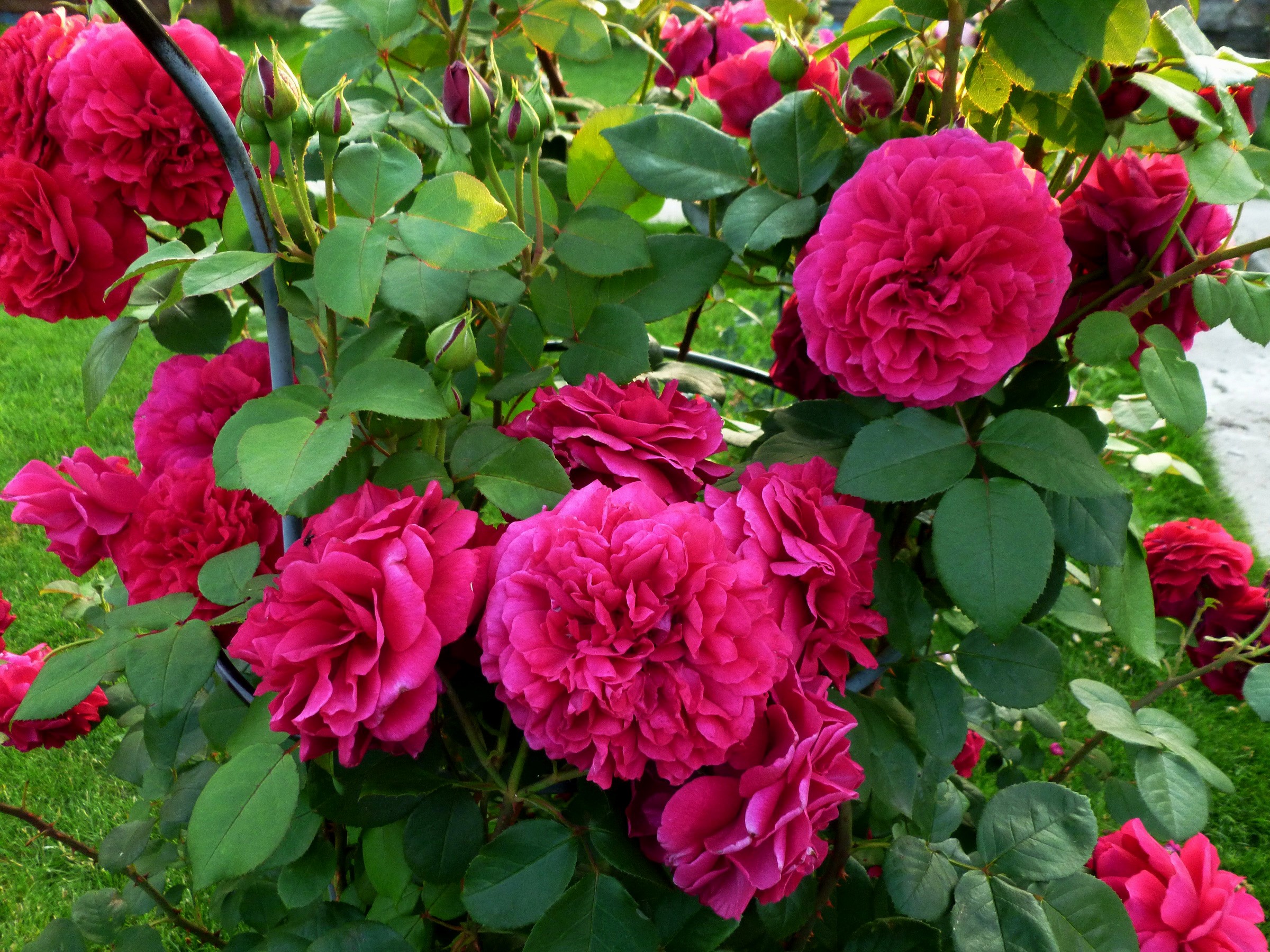 Deep Pink Roses in a Garden HD Wallpaper